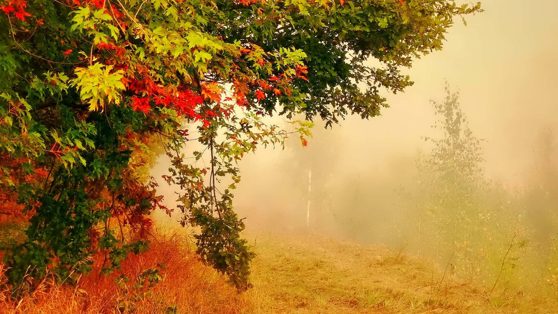 misty forest path, autumn leaves, red green and gold, Full HD Desktop Wallpaper