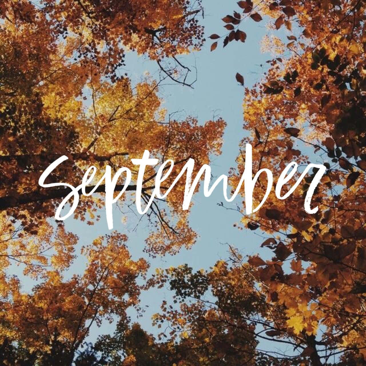 September, golden autumn leaves, clear blue sky, HD Desktop Wallpaper