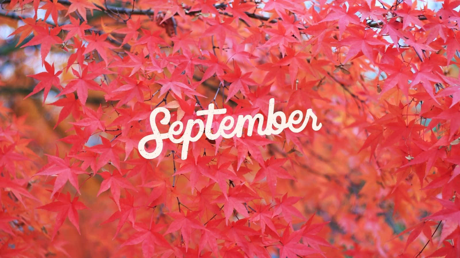 September, autumn leaves, red maple leaves, HD Desktop Wallpaper