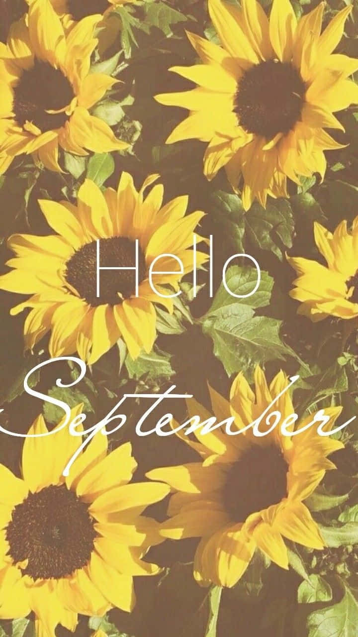 sunflowers, golden petals, dark centers, HD Phone Wallpaper