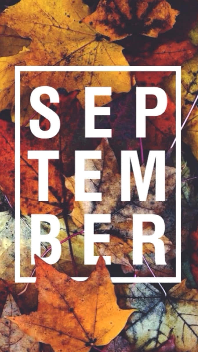 September, autumn maple leaves, warm orange red, SD Phone Wallpaper