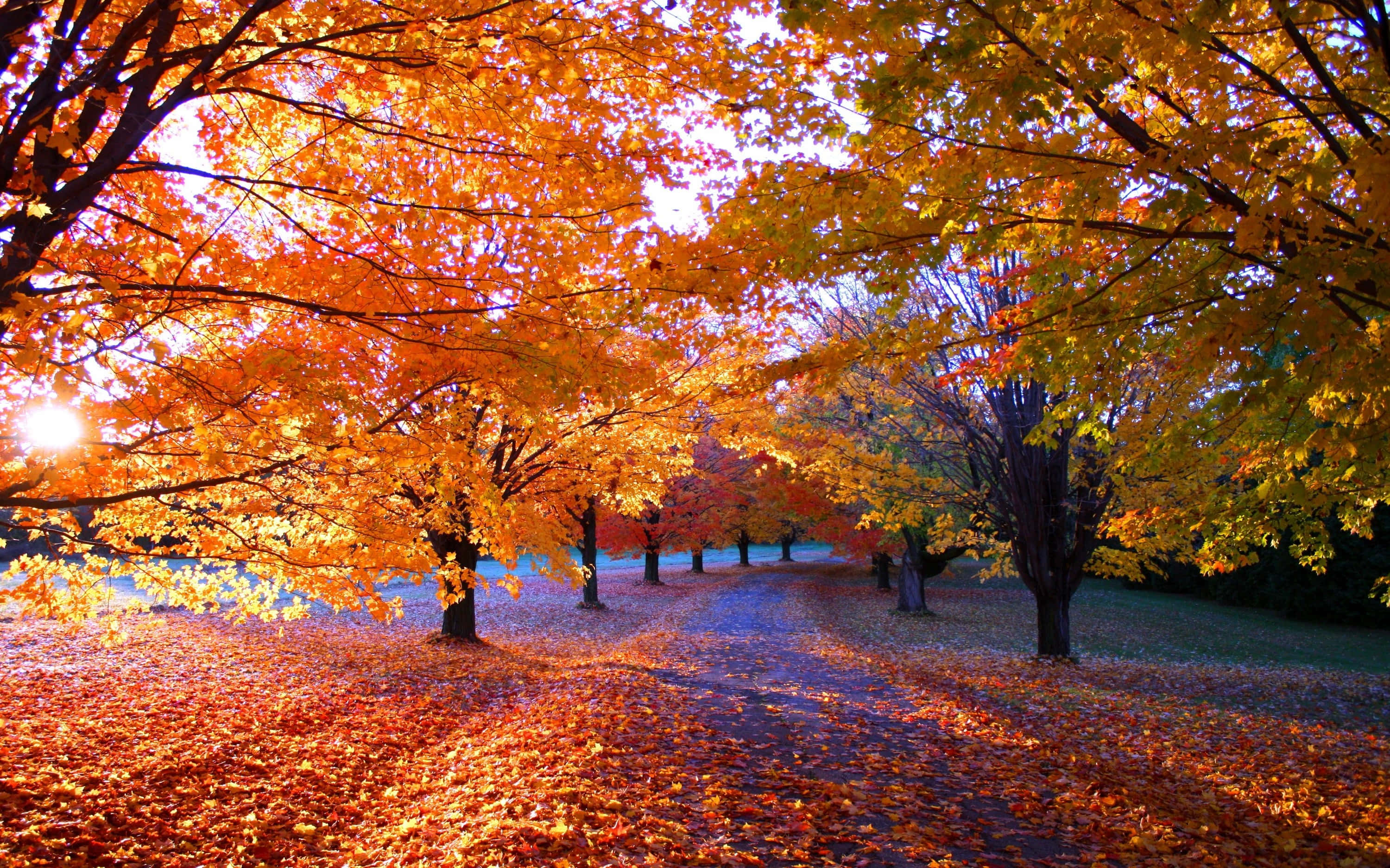 autumnal sunrise glow, vibrant orange and yellow maple leaves, canopy, 2K Desktop Wallpaper