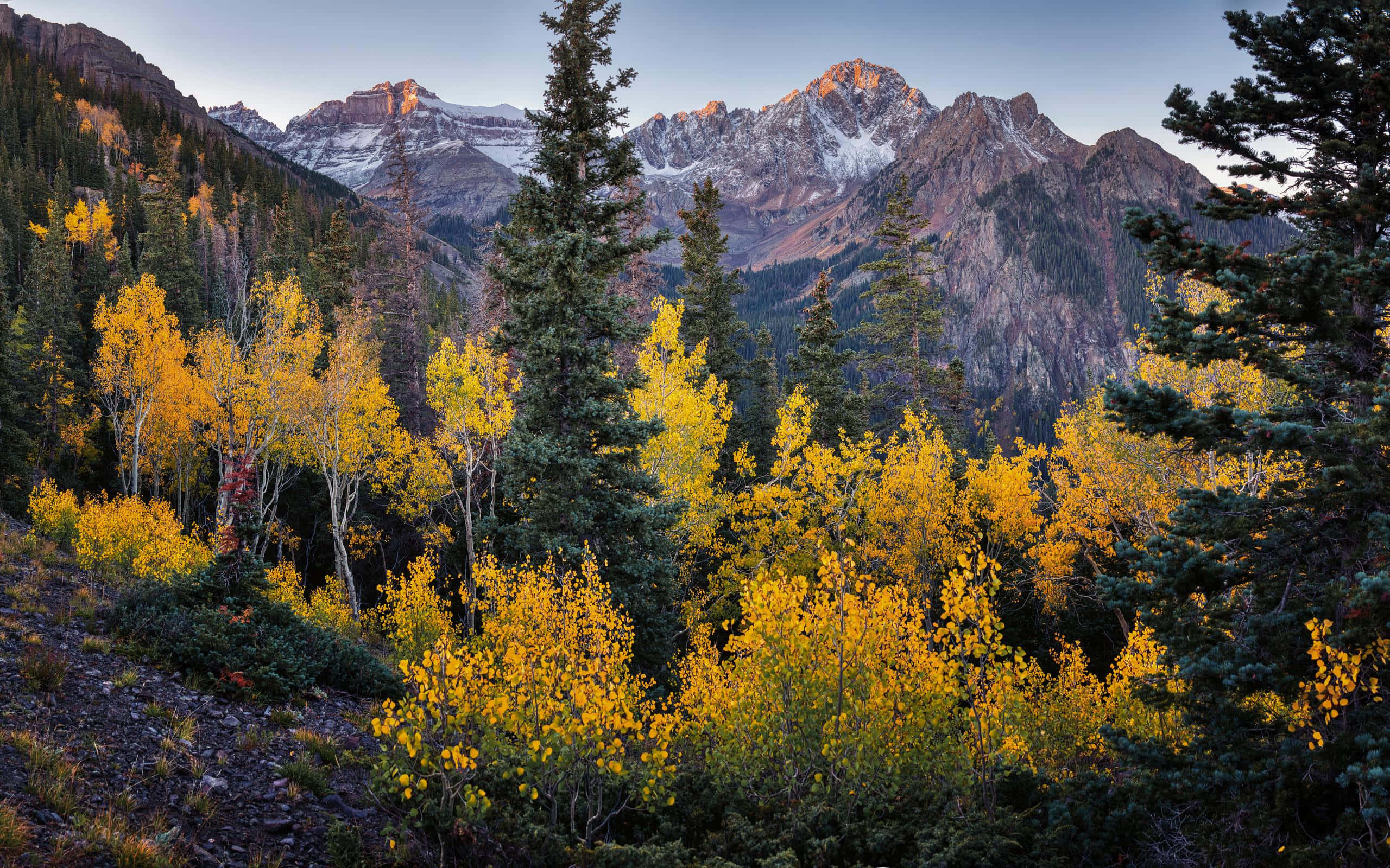 autumnal mountain sunrise, golden aspen trees, snowcapped mountains, 2K Desktop Wallpaper