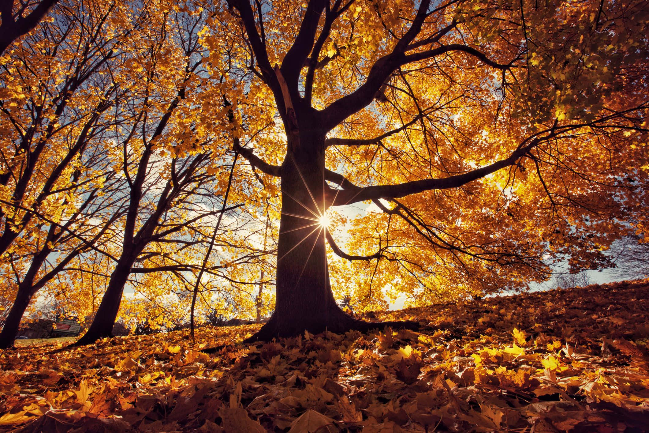 Fall Sunrise, golden autumn leaves, towering tree, Full HD Desktop Wallpaper