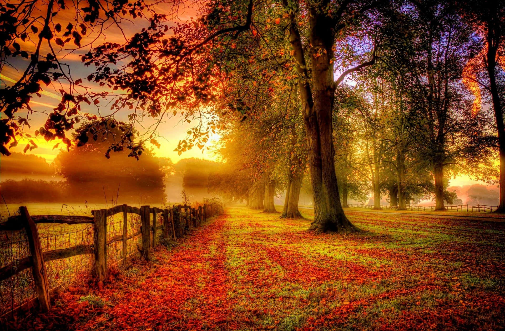 autumnal sunrise pathway, misty autumn path, trees, Full HD Desktop Wallpaper
