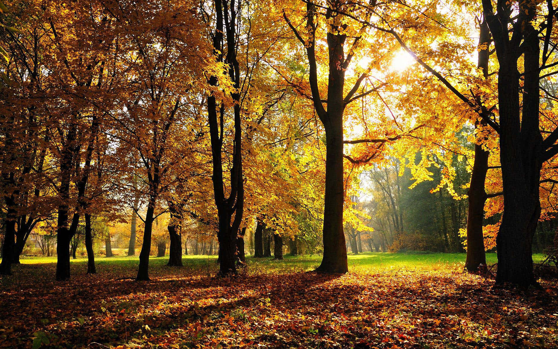 Fall Sunrise, golden autumn leaves, sunlight, Full HD Desktop Wallpaper