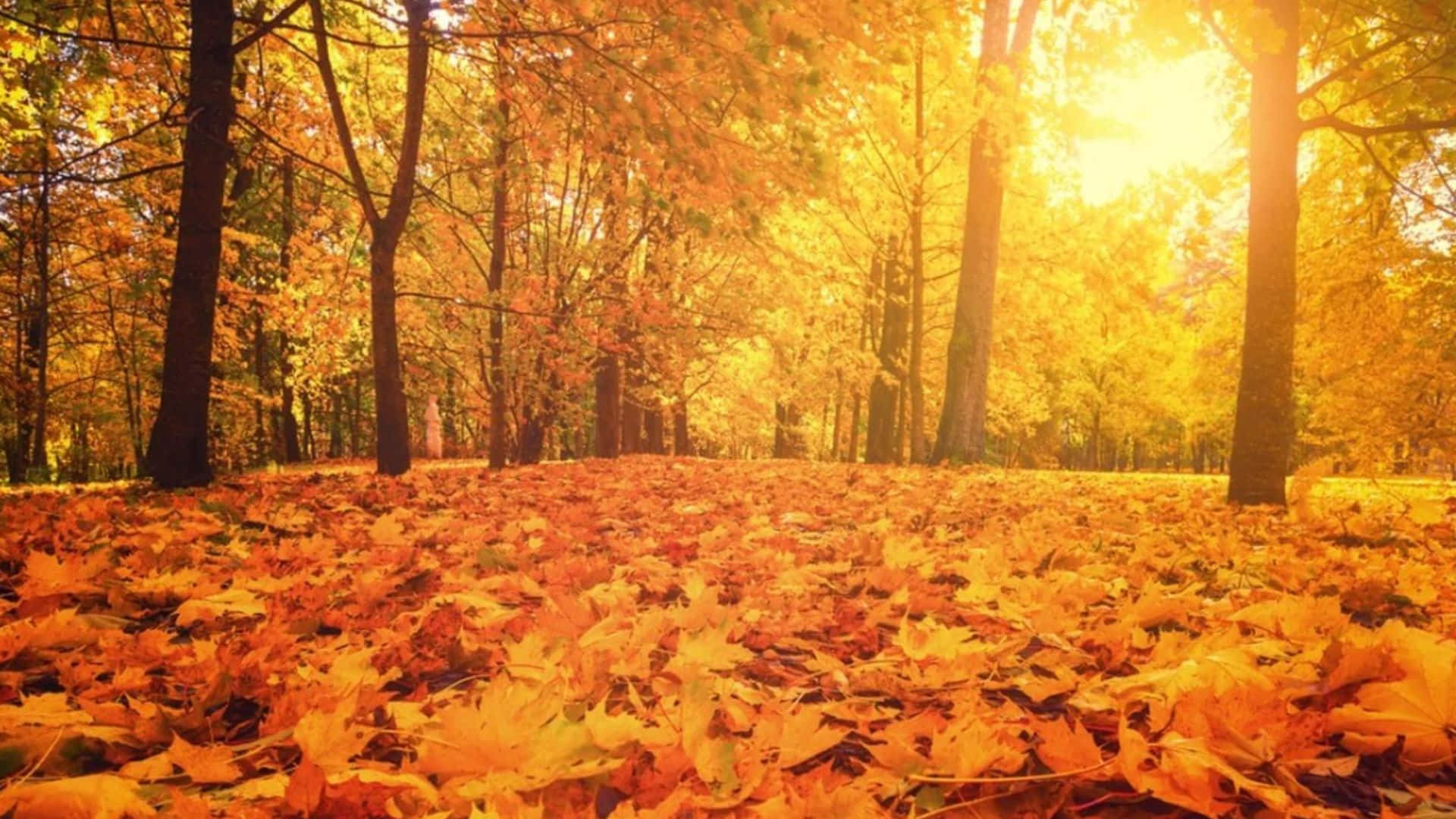 fall sunrise, autumn trees, golden sunlight, Full HD Desktop Wallpaper