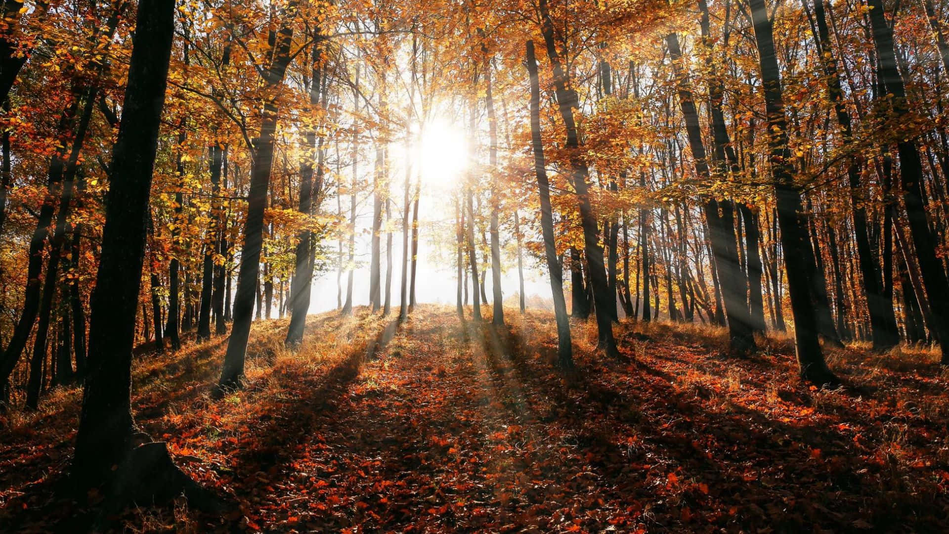 Fall Sunrise, golden autumn leaves, sunlight beams, Full HD Desktop Wallpaper