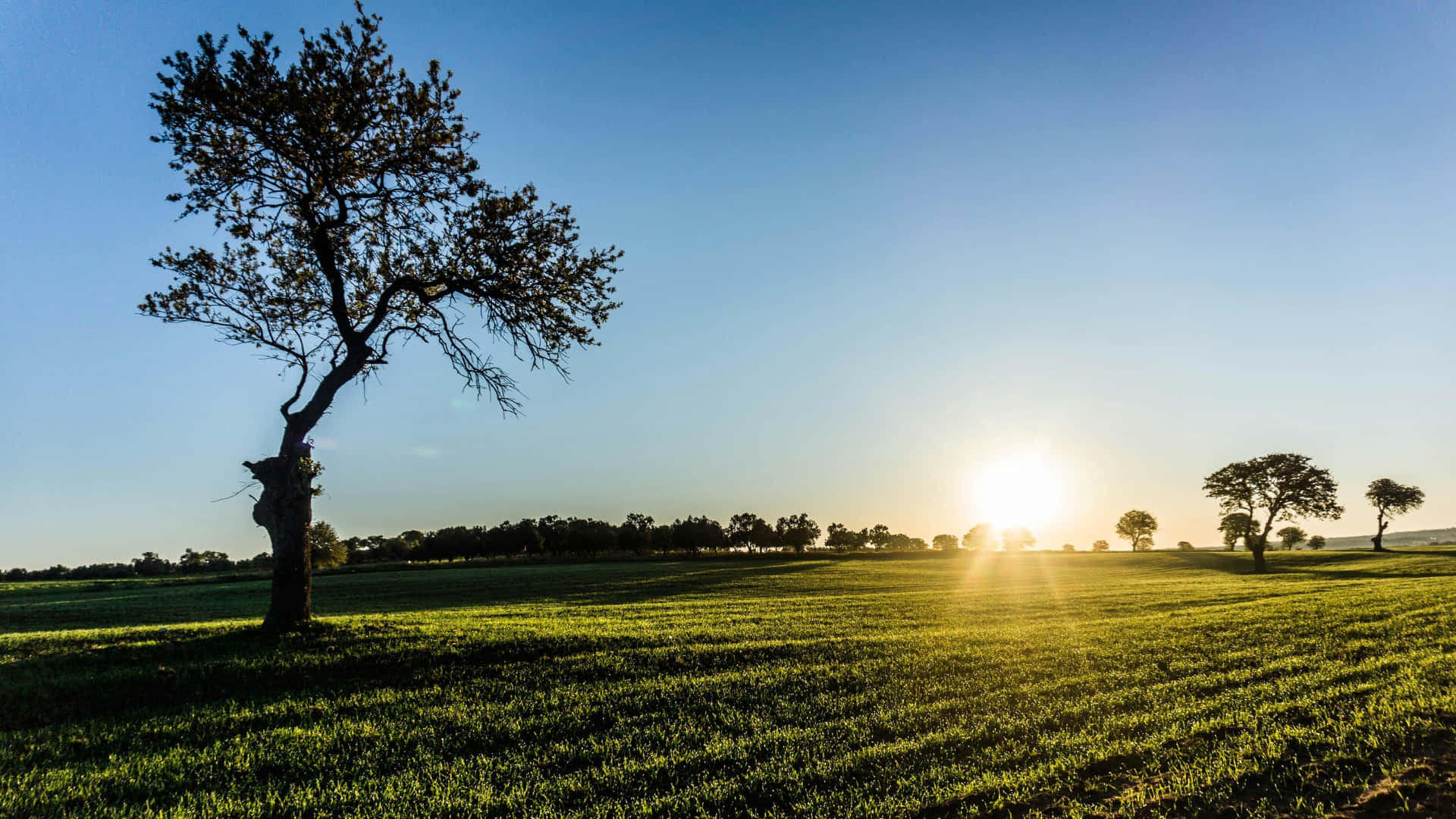 sunrise, green farmland, lone tree, Full HD Desktop Wallpaper