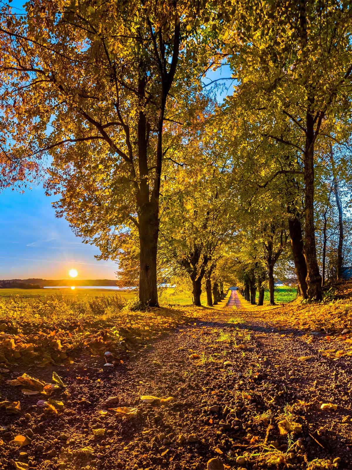 autumnal sunrise path, golden autumn trees, distant lake, HD Phone Wallpaper