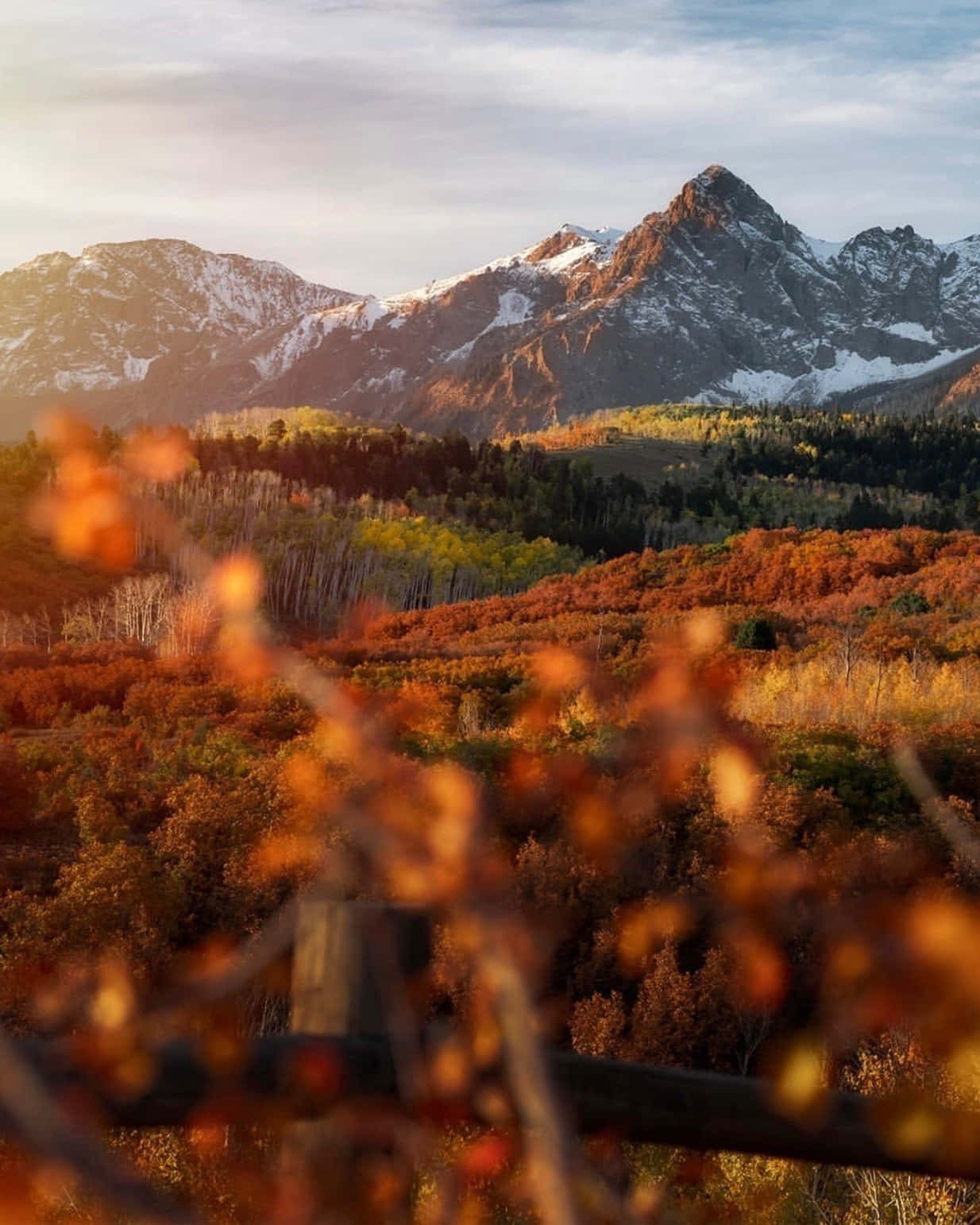 autumnal mountain sunrise, snowcapped mountains, valley of fiery autumn trees, HD Phone Wallpaper