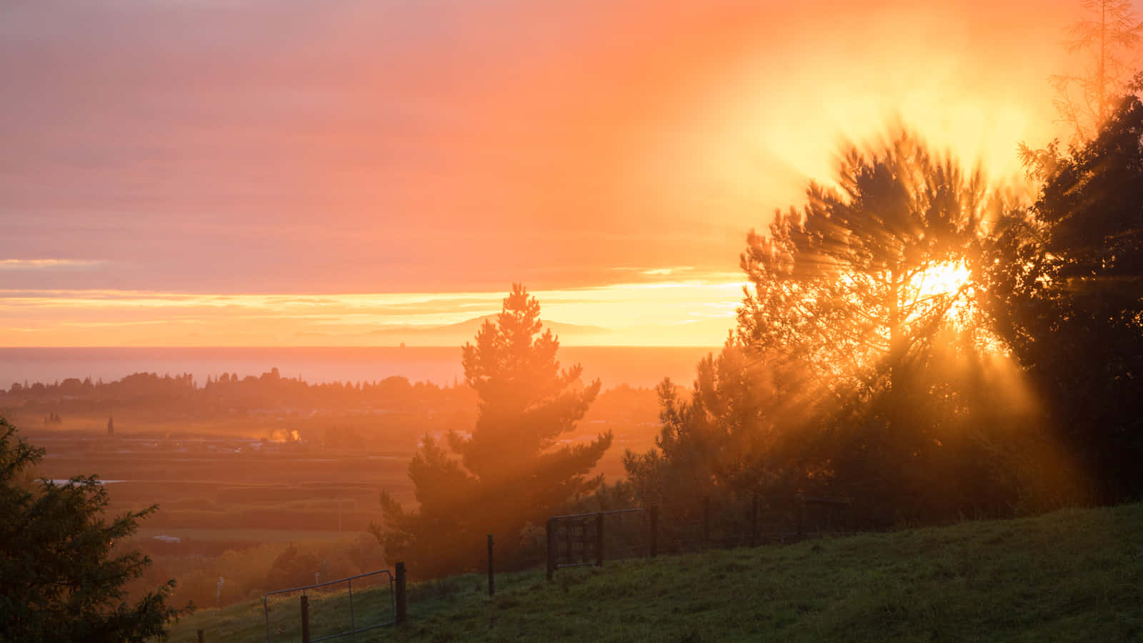 autumnal sunrise glow, golden light, silhouetted trees, HD Desktop Wallpaper