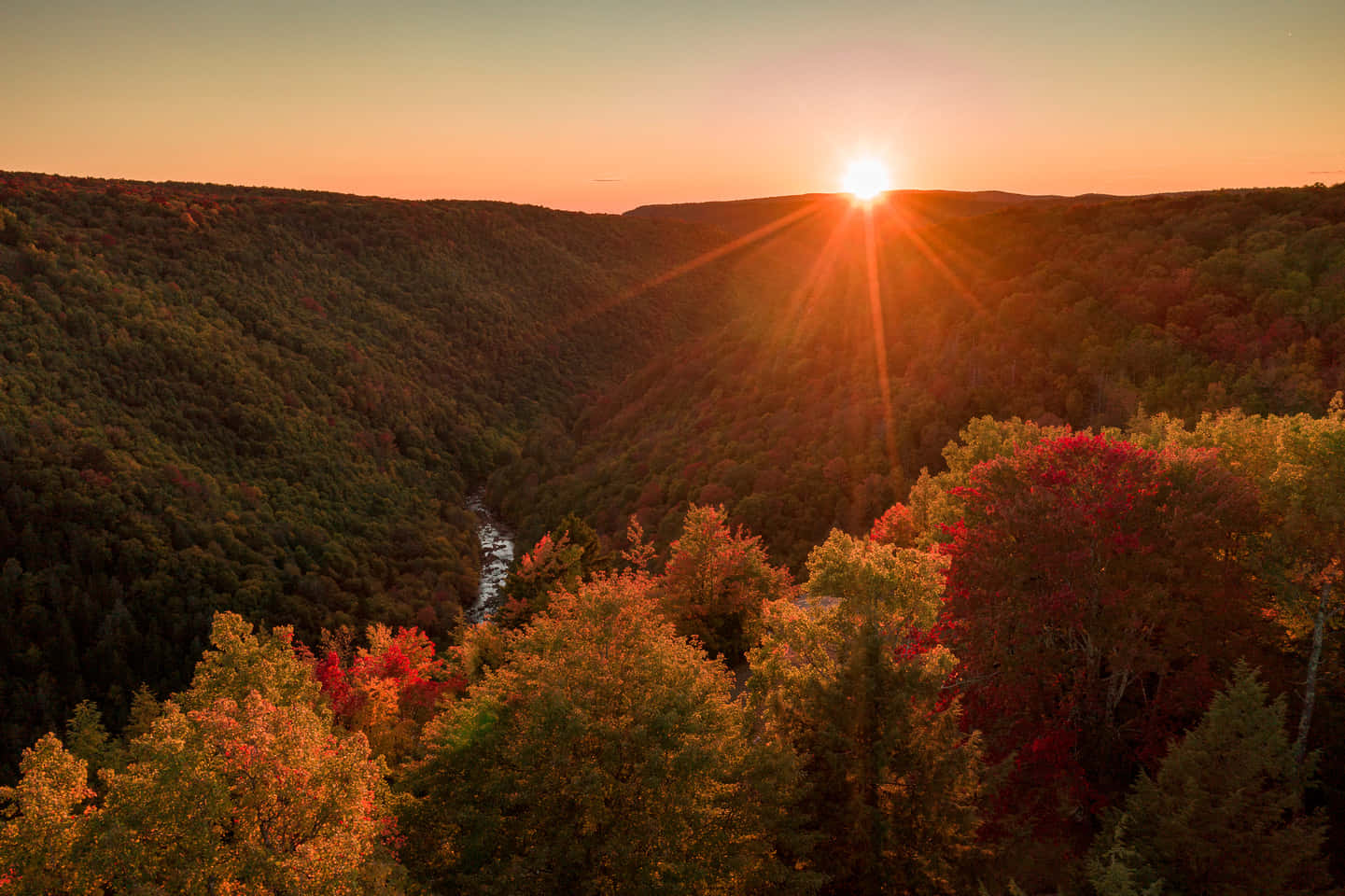 autumn trees, forest valley, golden light, HD Desktop Wallpaper