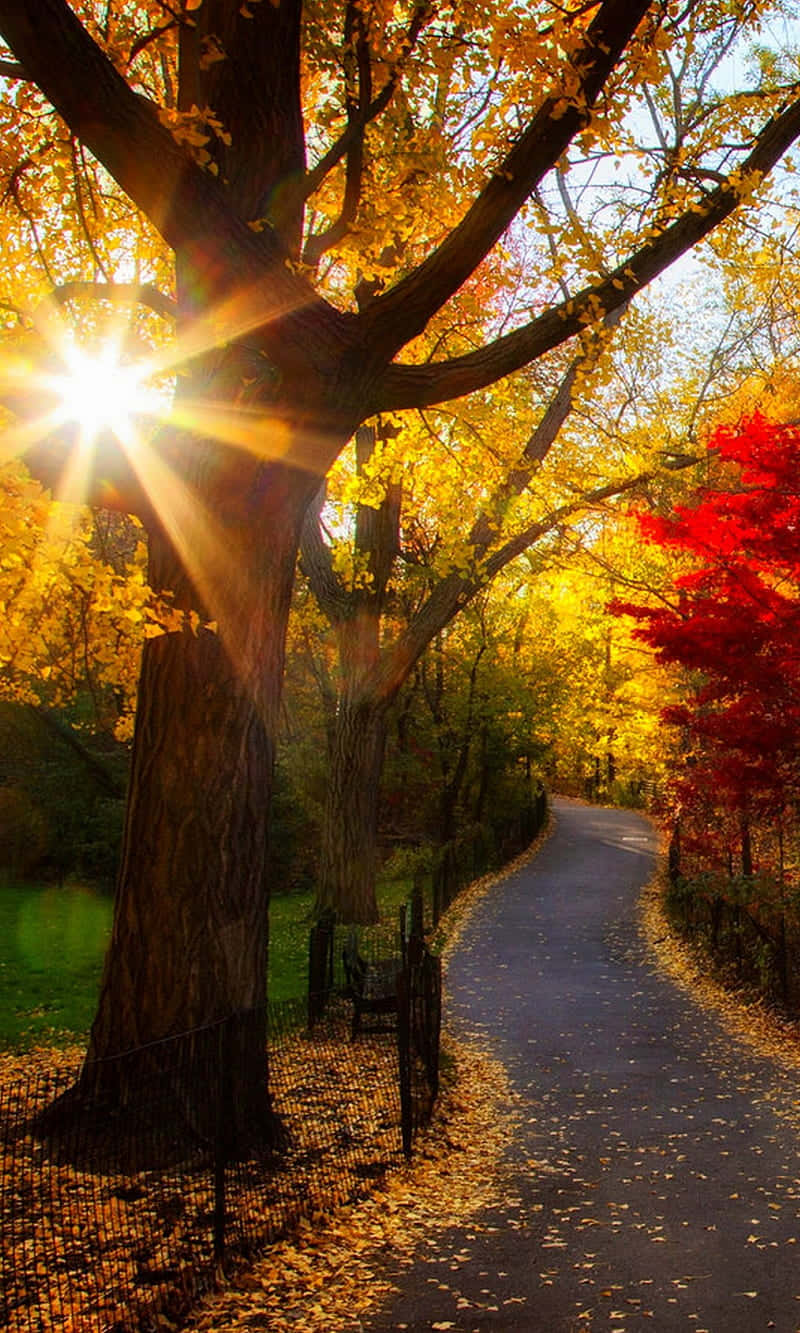 Autumn Sunrise Path, golden autumn leaves, winding path, HD Phone Wallpaper