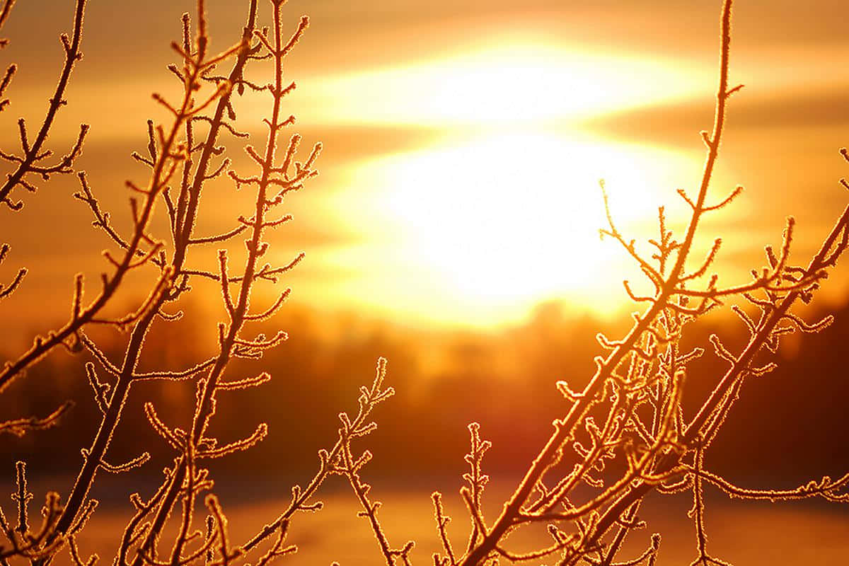 autumn sunrise, frosty branches, glowing golden sunrise, SD Desktop Wallpaper
