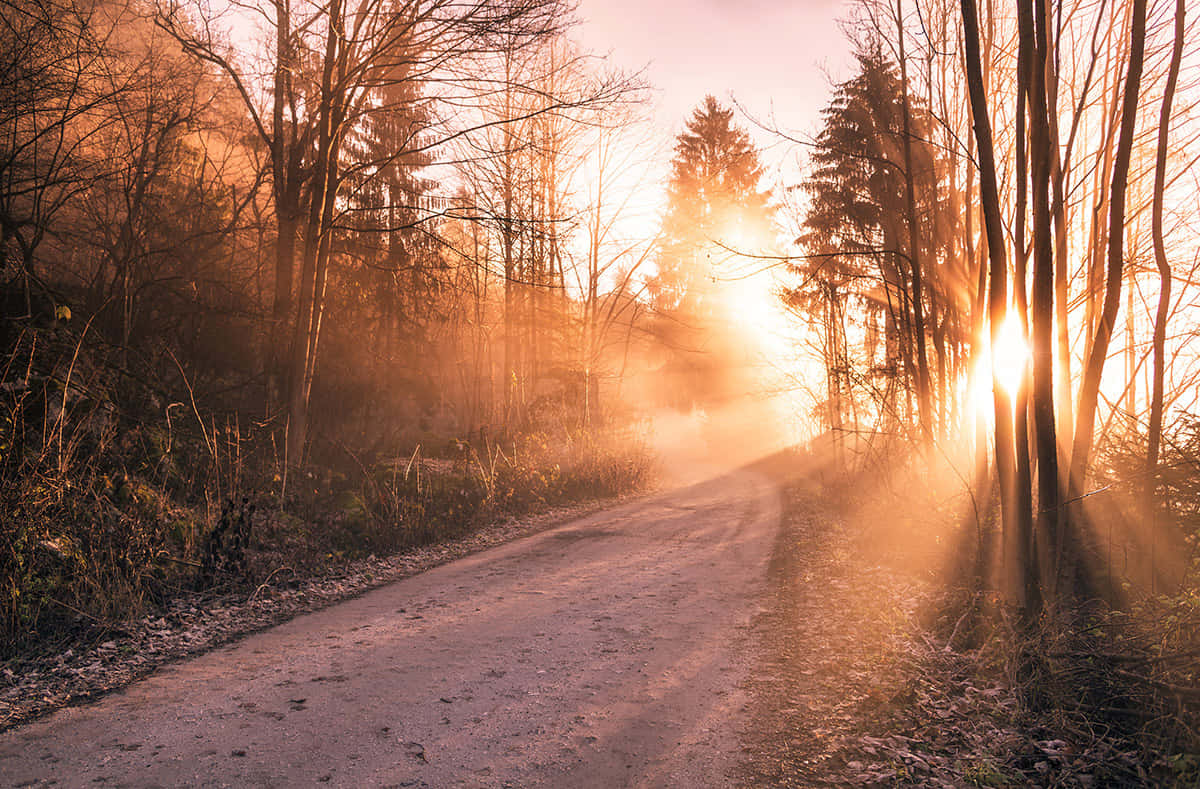 autumnal sunrise path, dirt road, bare trees, SD Desktop Wallpaper