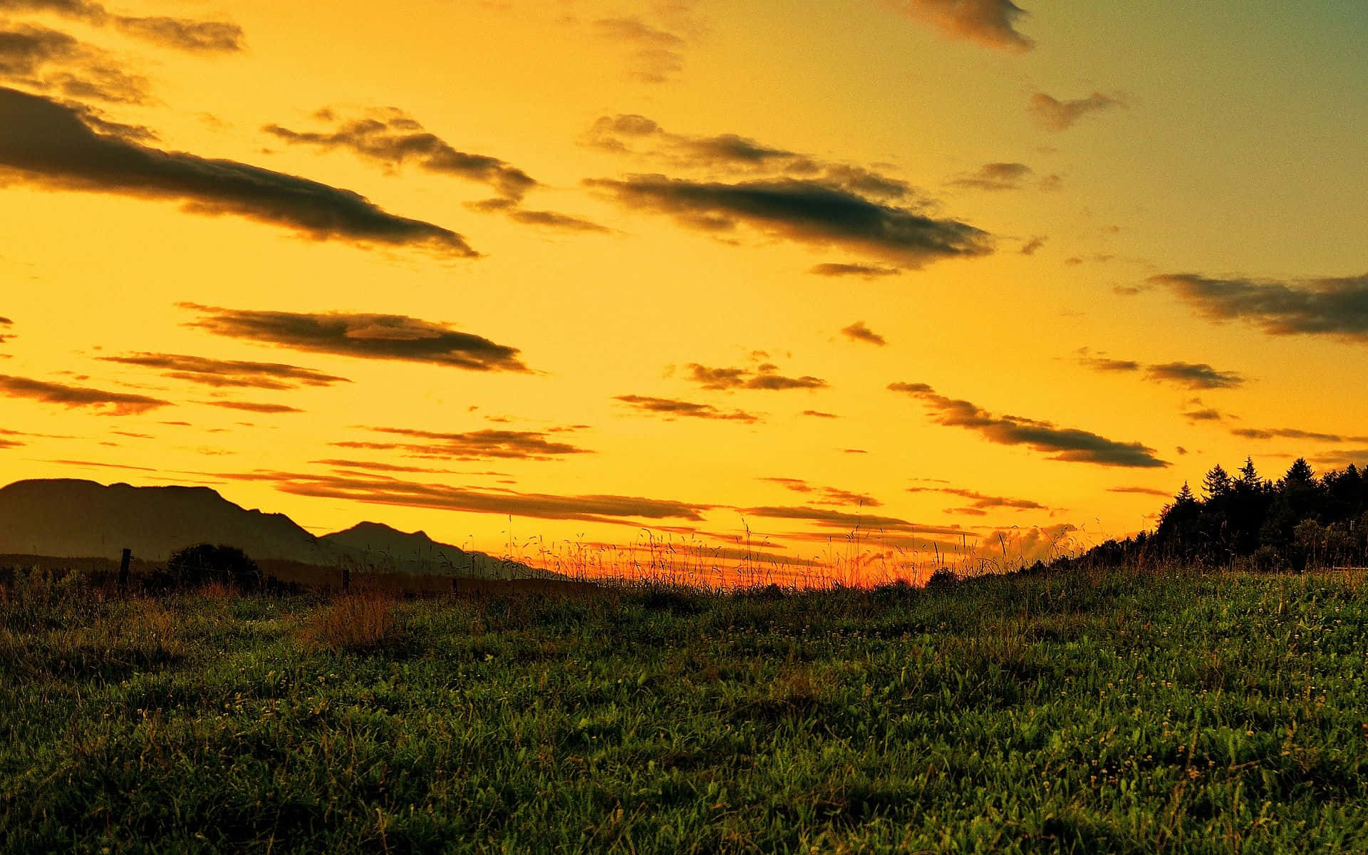 yellow sunset, golden sunset, grassy field, Full HD Desktop Wallpaper