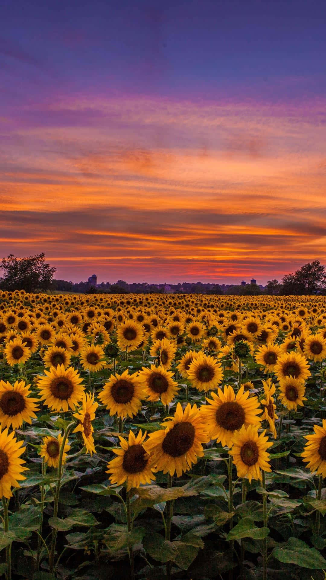 yellow sunset, sunflowers, fiery orange, Full HD Phone Wallpaper