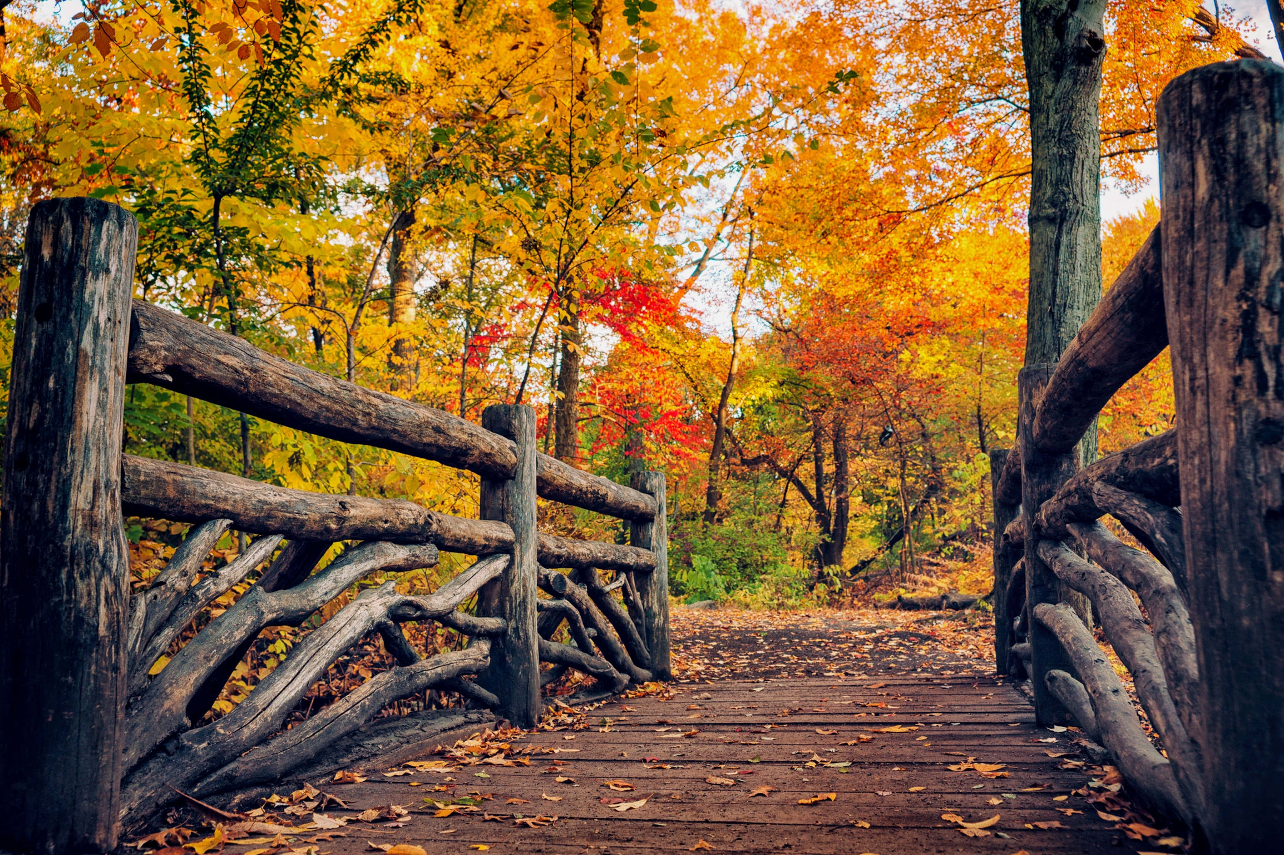 rustic wooden bridge, vibrant autumn forest, golden orange leaves, 4K Desktop Wallpaper
