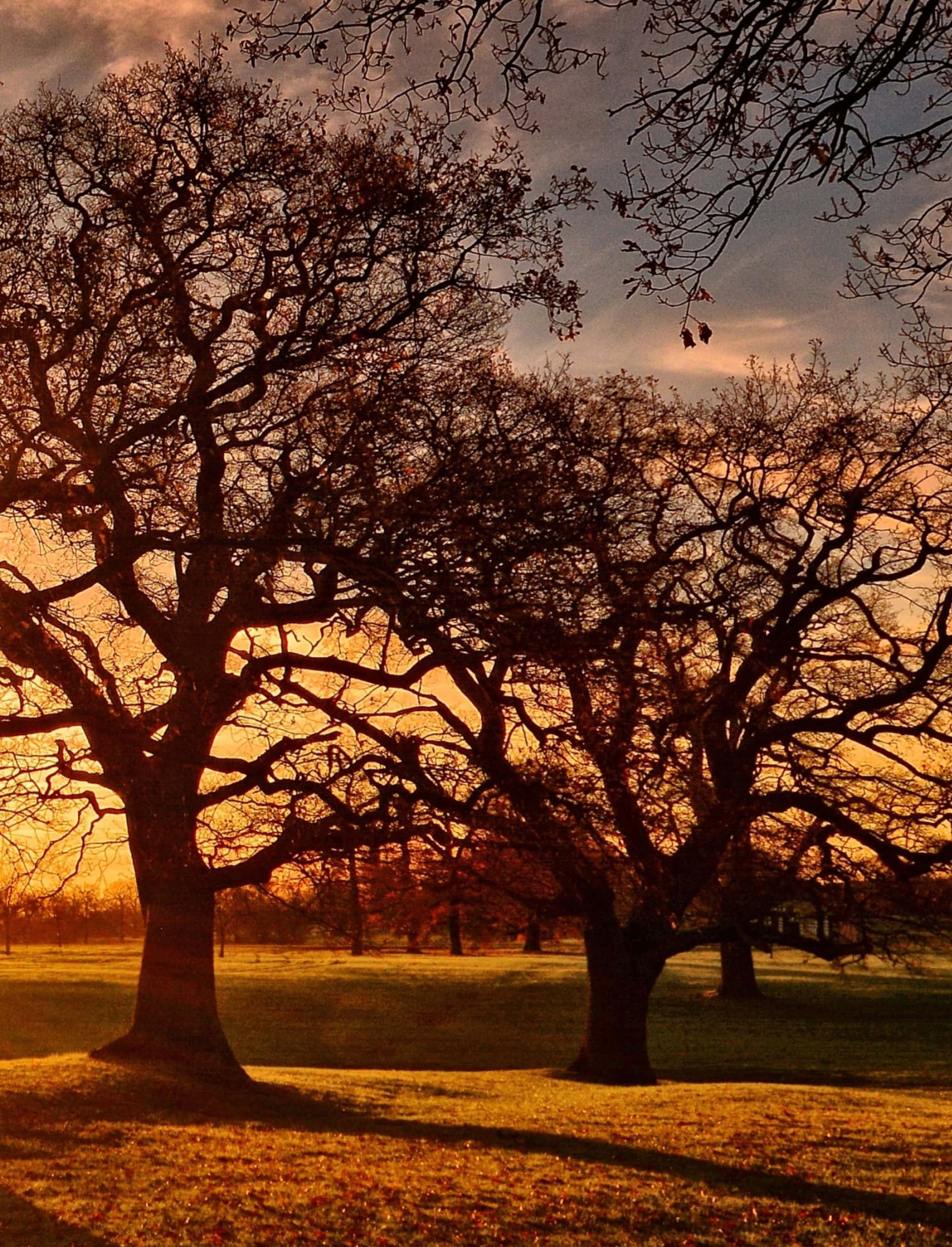 Fall Sunset, orange sunset, silhouetted trees, Full HD Phone Wallpaper