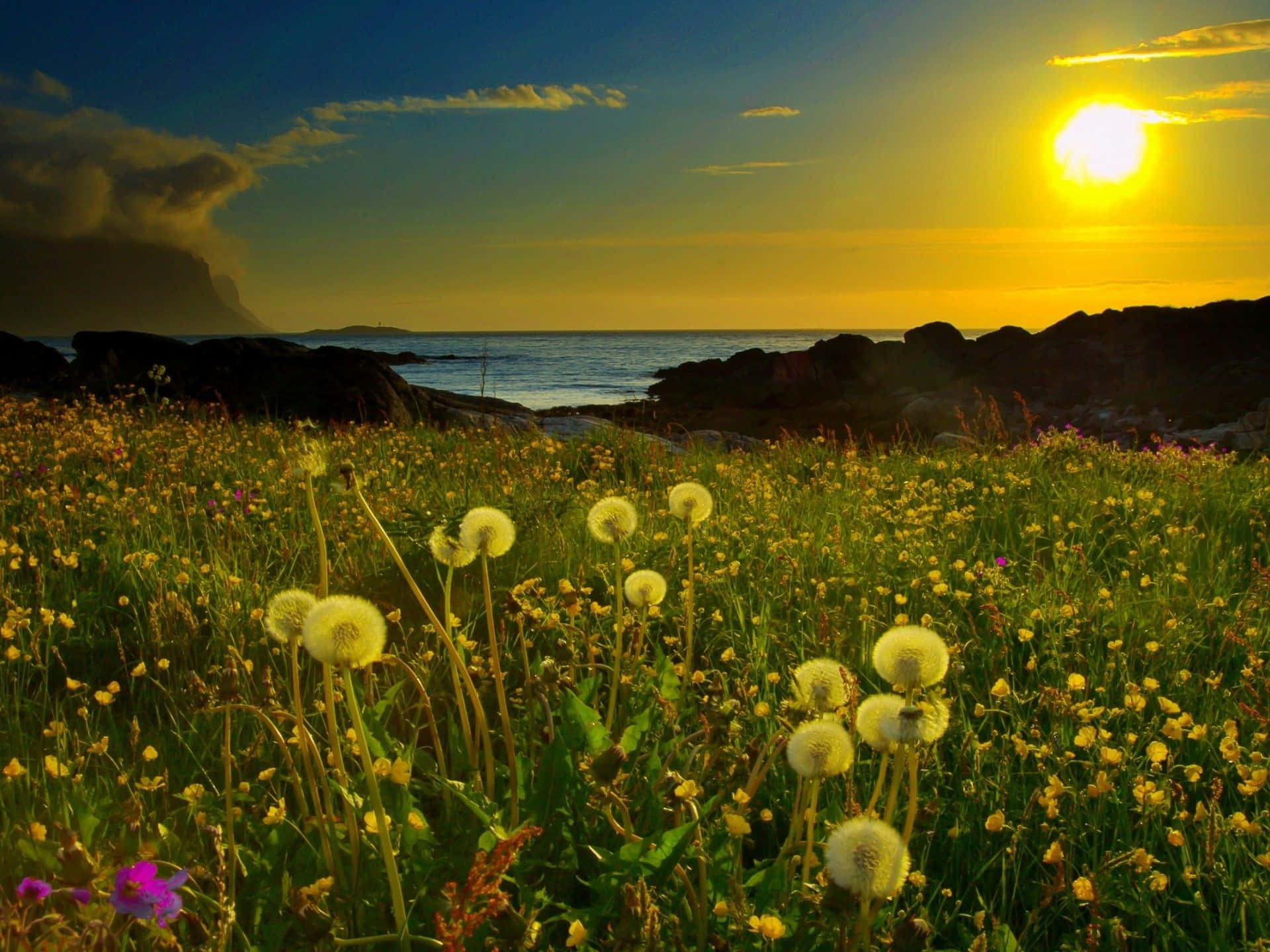 sunset, golden dandelions, sunlit meadow, Full HD Desktop Wallpaper