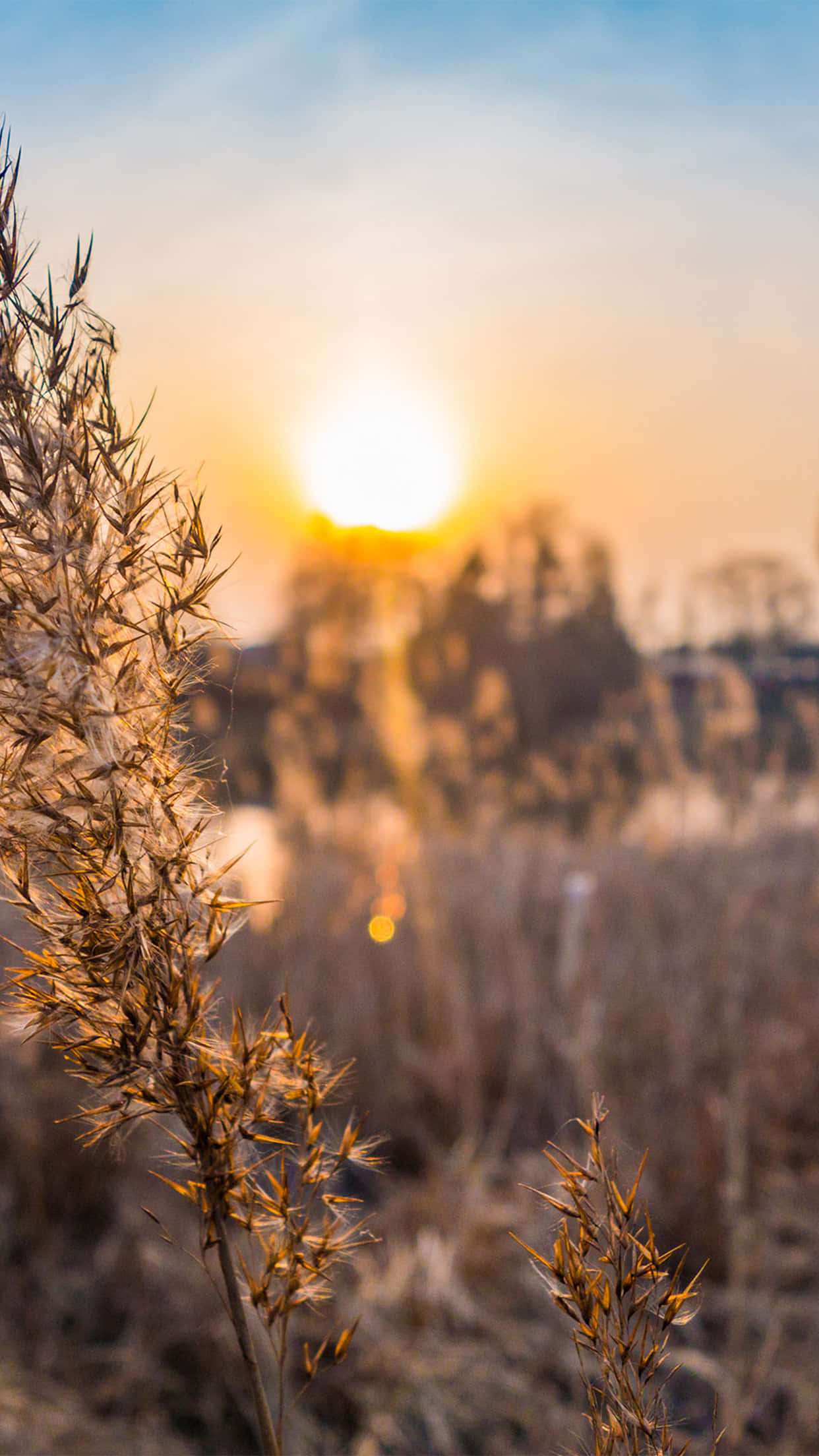 Fall Sunset, golden sunset, blurred trees, Full HD Phone Wallpaper
