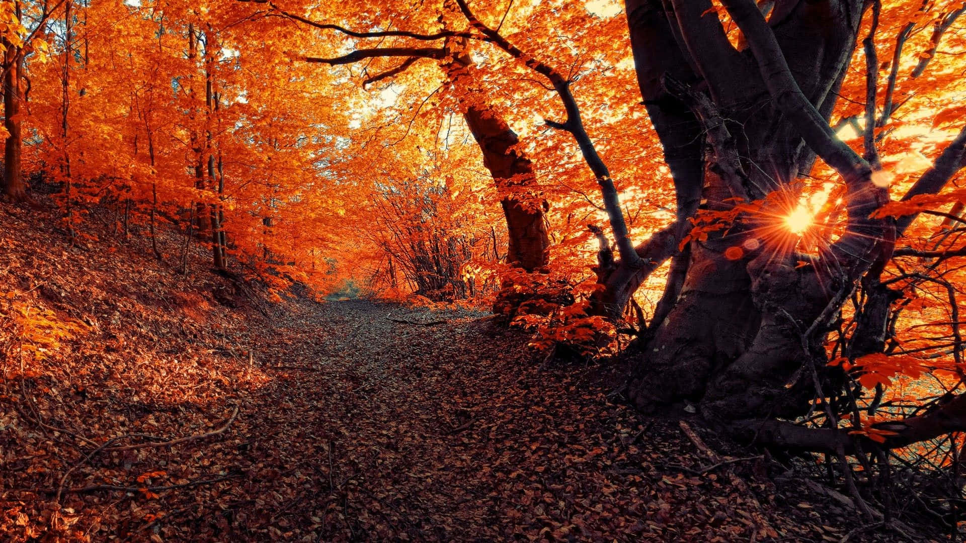 Fall Sunset, winding forest path, fallen leaves, Full HD Desktop Wallpaper