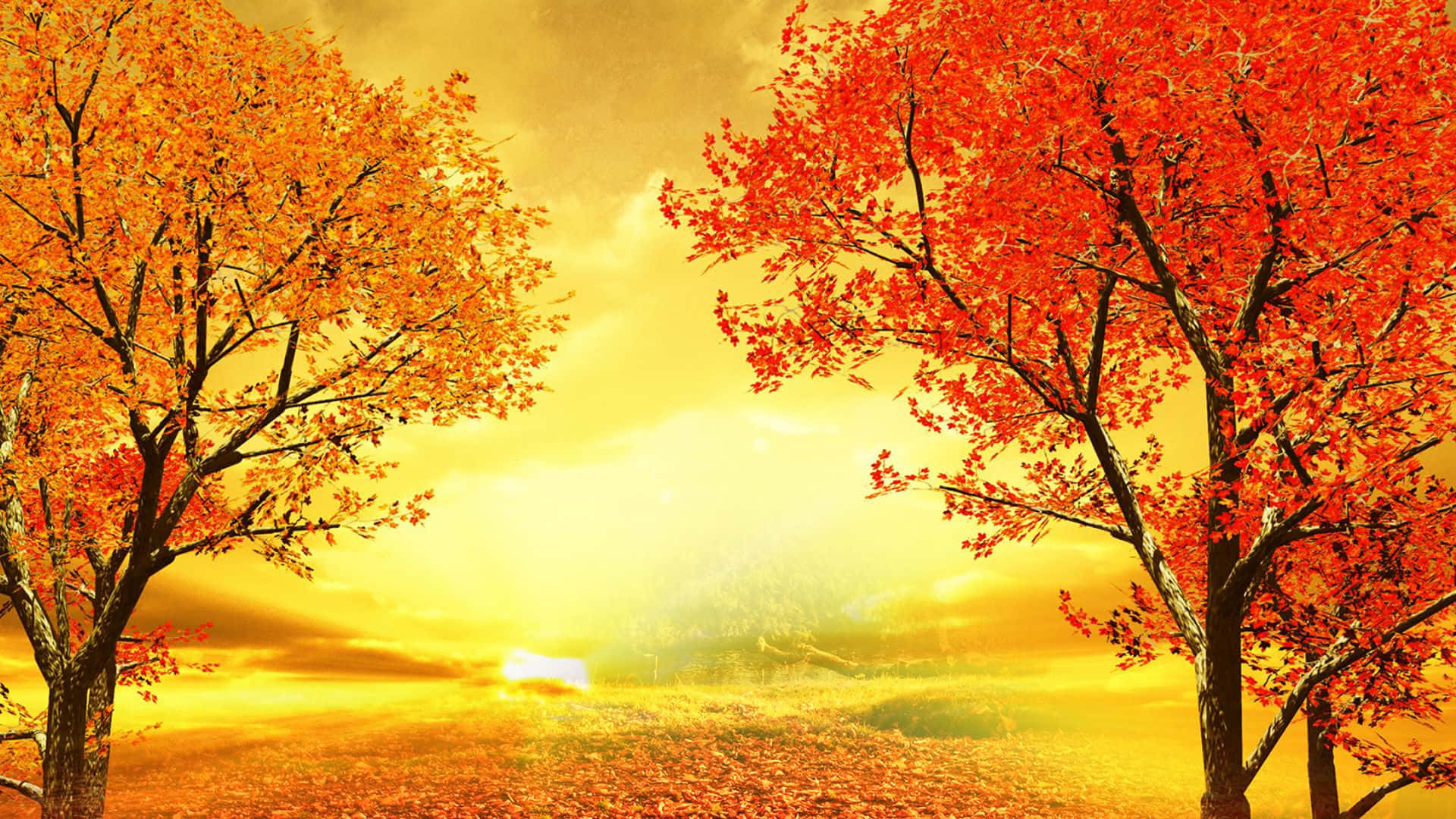 Fall Sunset, golden sunset, autumn trees, Full HD Desktop Wallpaper