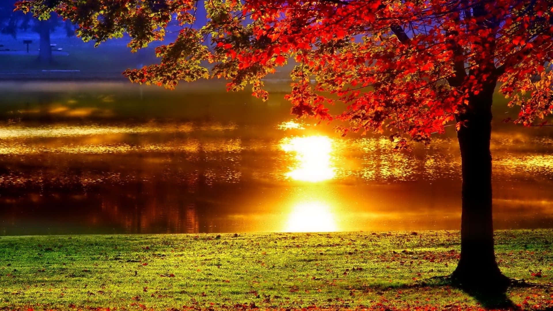 Fall Sunset, serene lake, lone tree, Full HD Desktop Wallpaper