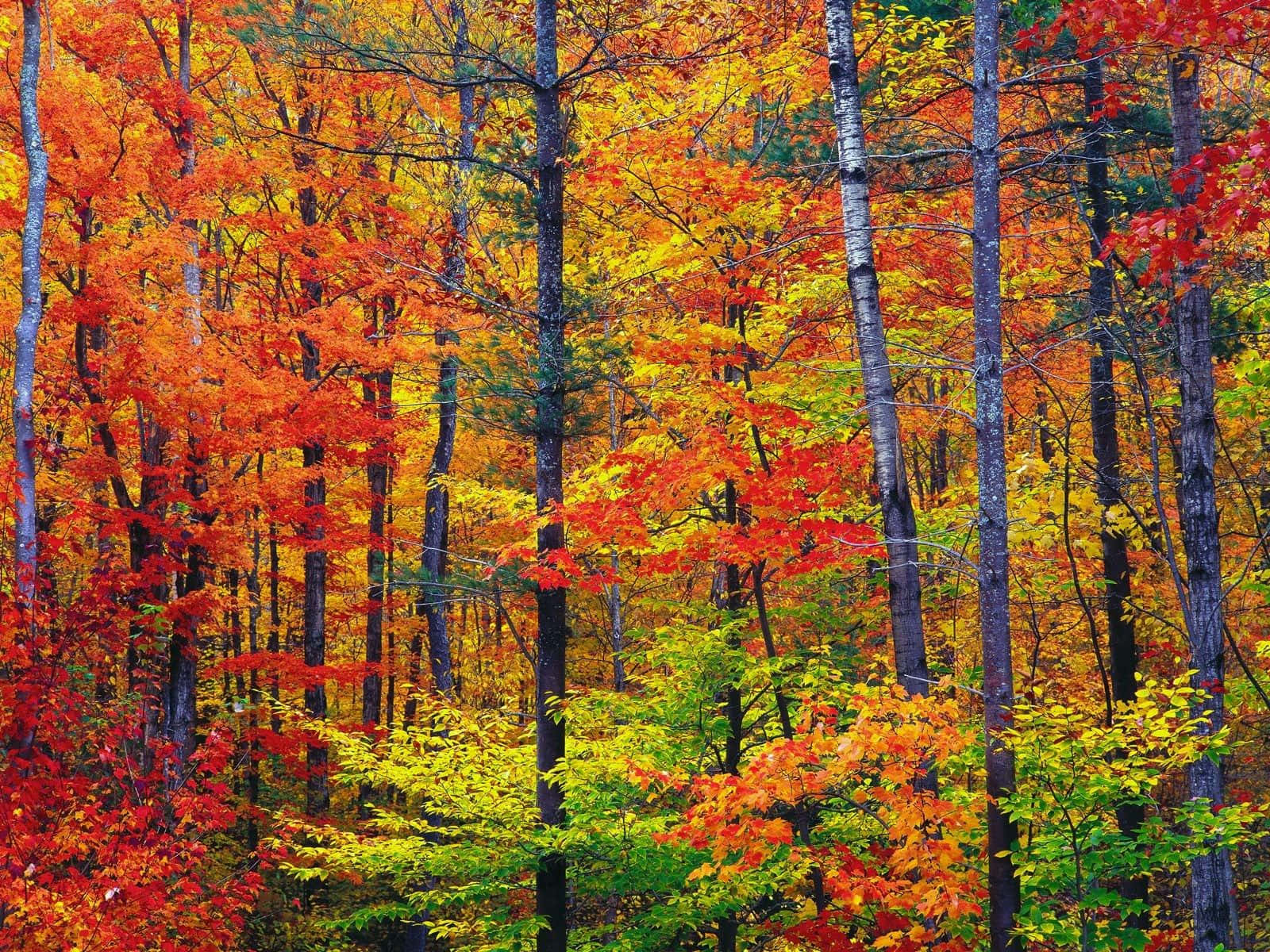Fall Sunset, autumn landscape, sunset, HD Desktop Wallpaper