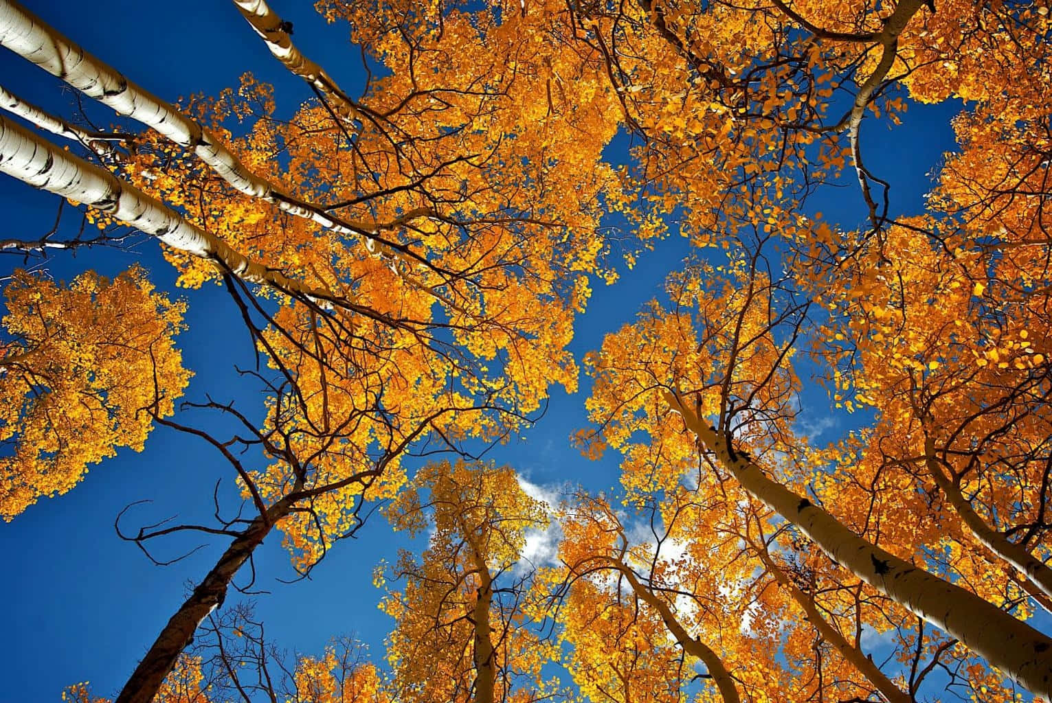 Fall Landscape, Sunset, golden aspen leaves, HD Desktop Wallpaper