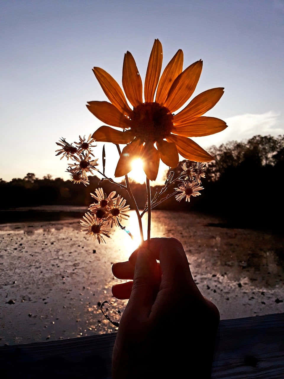 Fall Sunset, sunflower, wildflowers, HD Phone Wallpaper