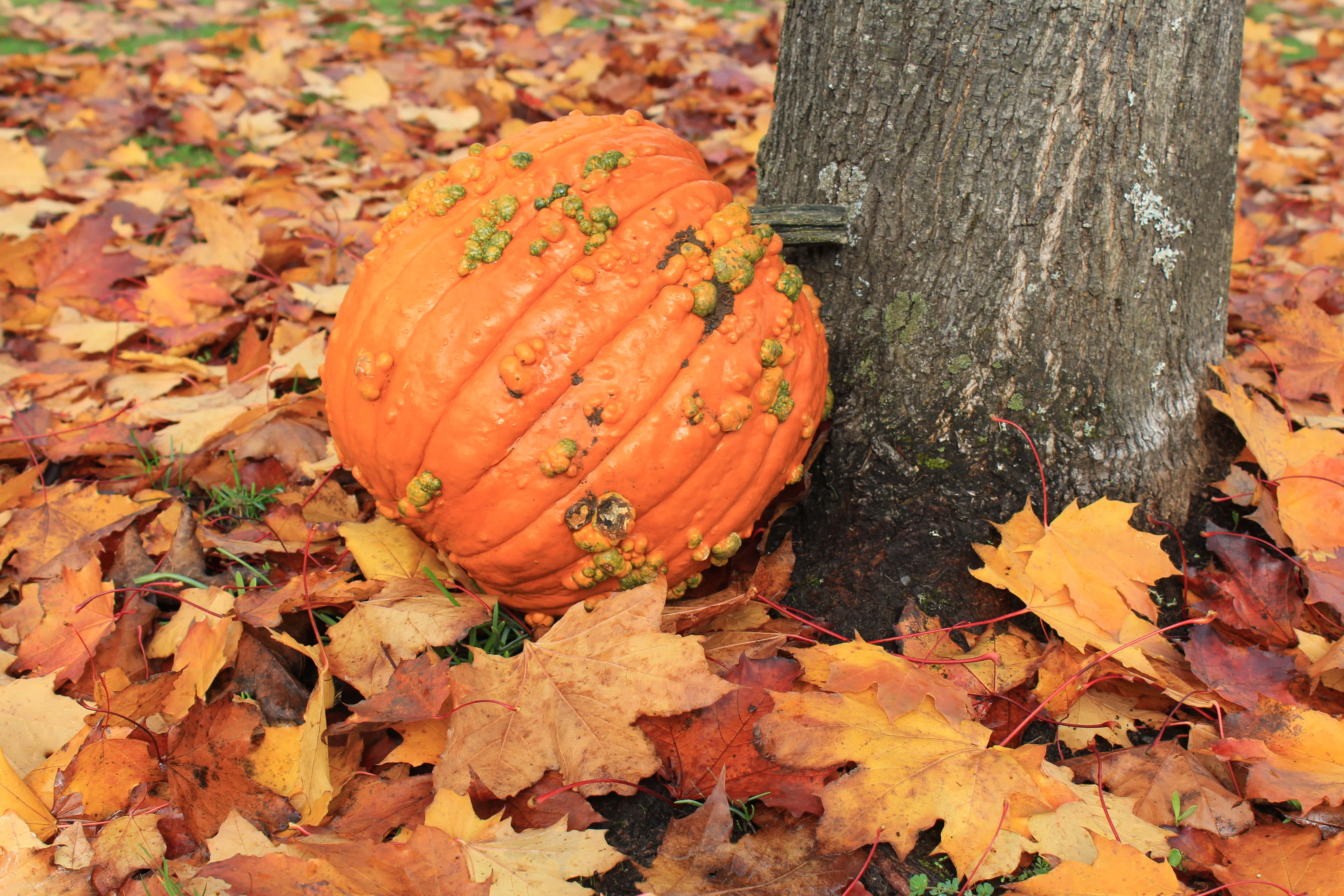 autumn food, pumpkin, tree trunk, 5K Desktop Wallpaper