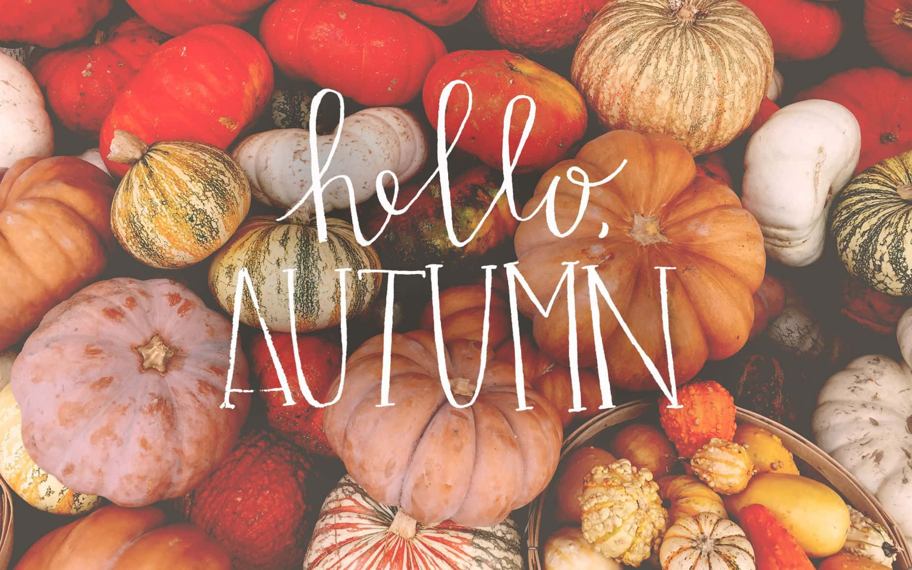 autumn food, pumpkins, gourds, HD Desktop Wallpaper
