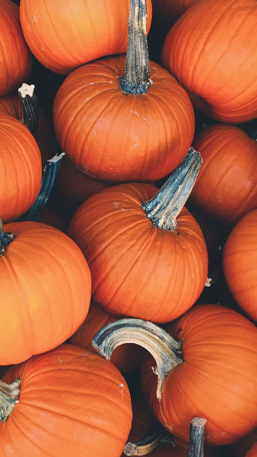 autumn food, rustic table, vibrant orange pumpkins, HD Phone Wallpaper