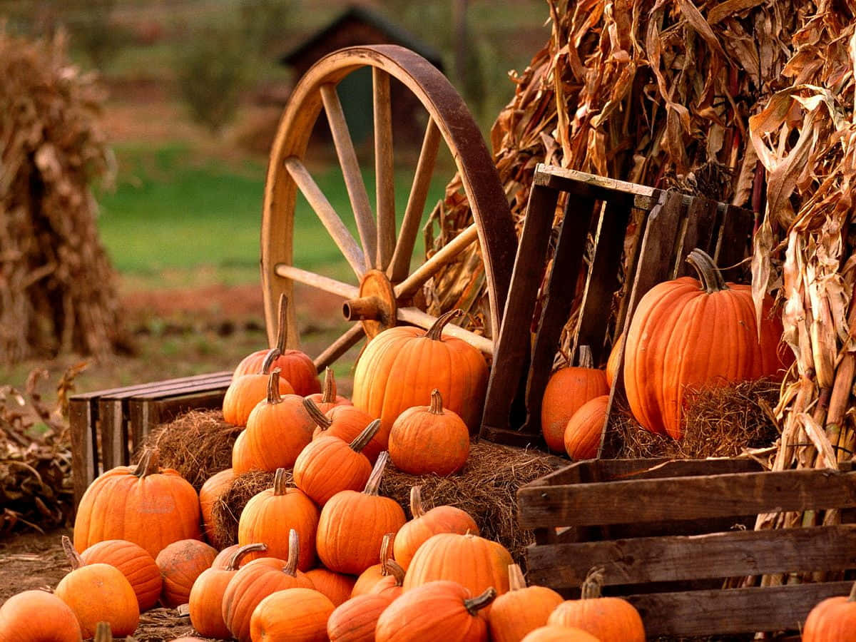 autumn, pumpkins, wooden wagon wheel, SD Desktop Wallpaper