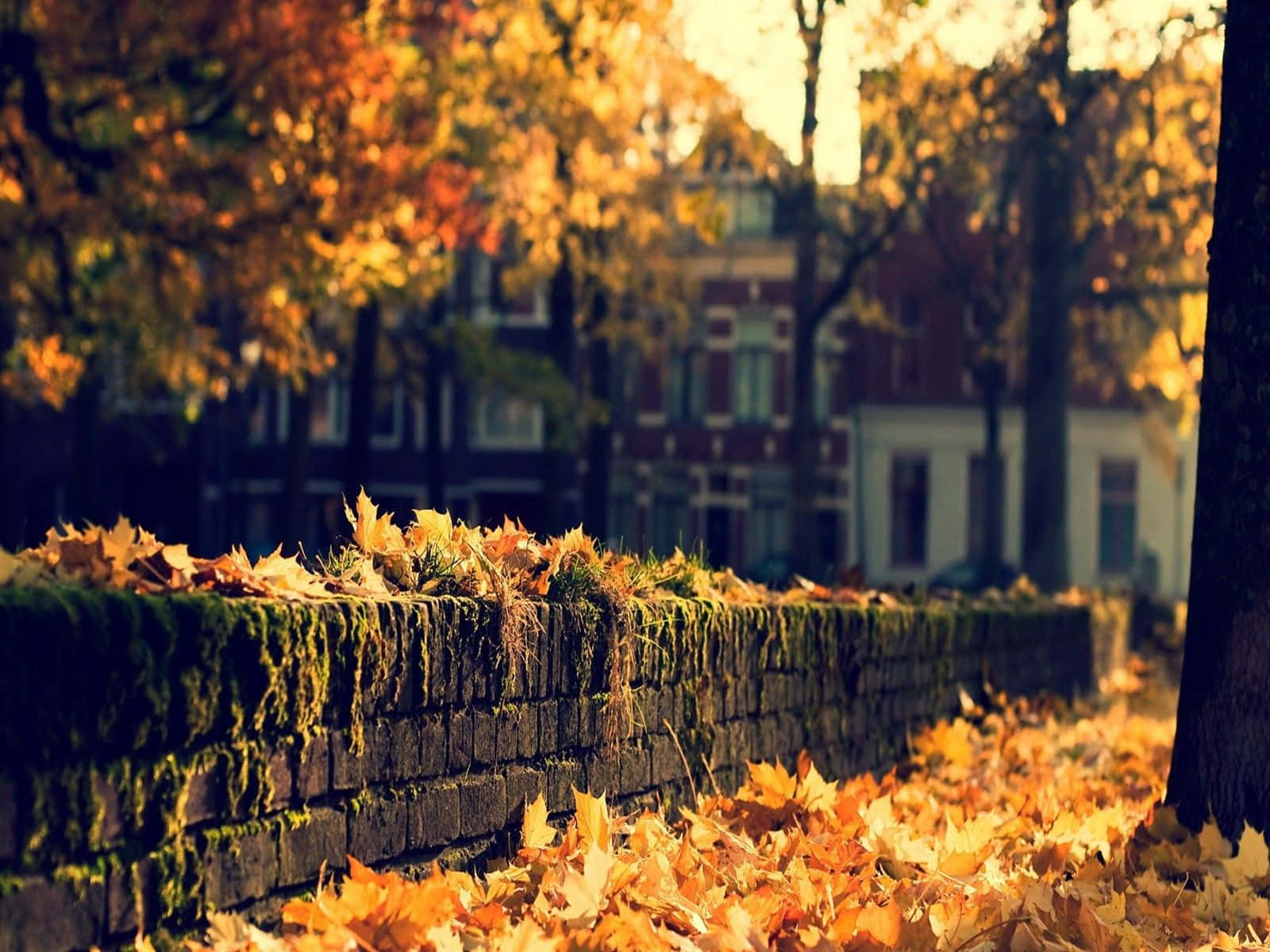 Golden autumn leaves, mossy stone wall, historic brick buildings, HD Desktop Wallpaper