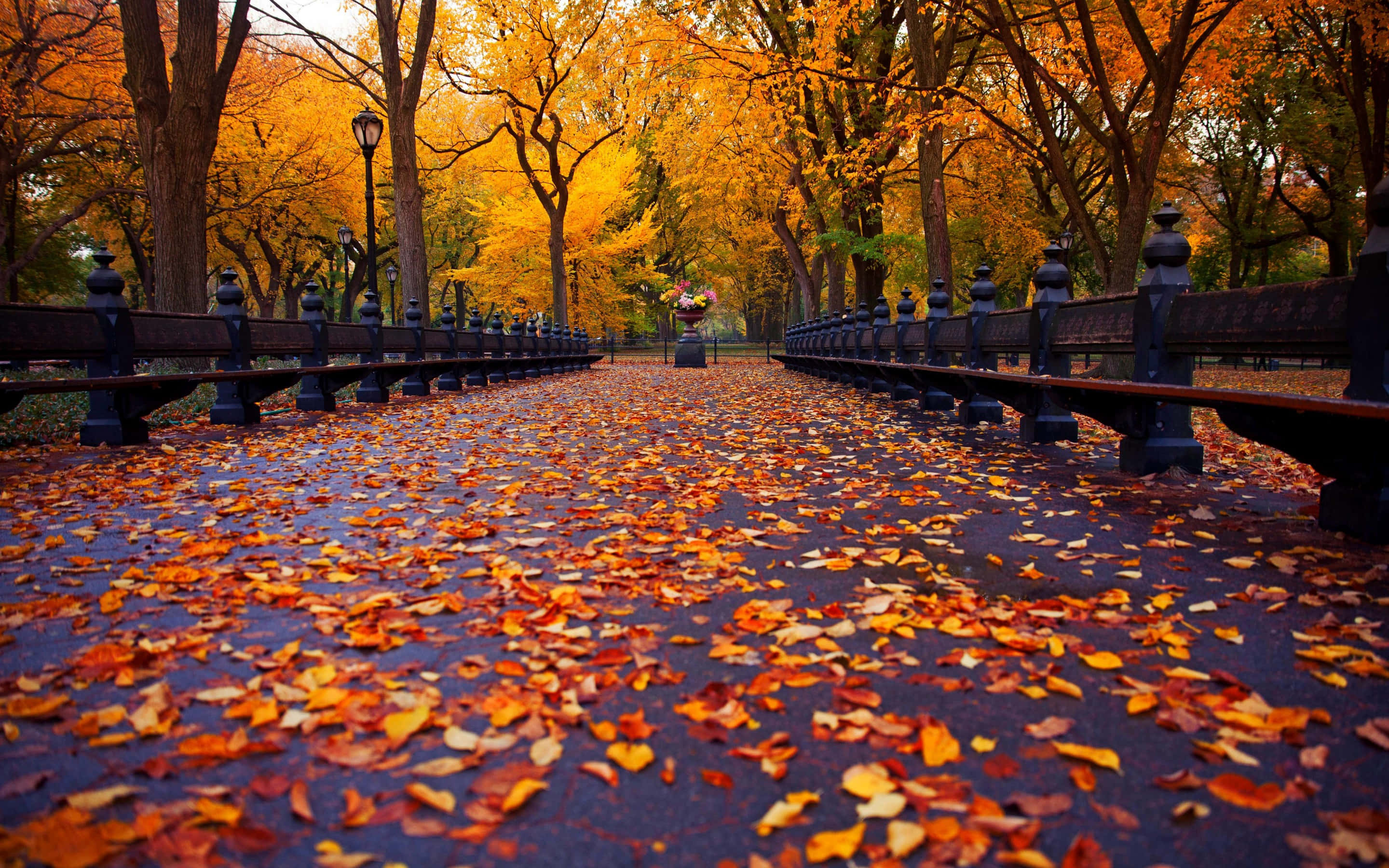 Fall Magic in the City, wet park pathway, vibrant orange and yellow autumn leaves, 2K Desktop Wallpaper