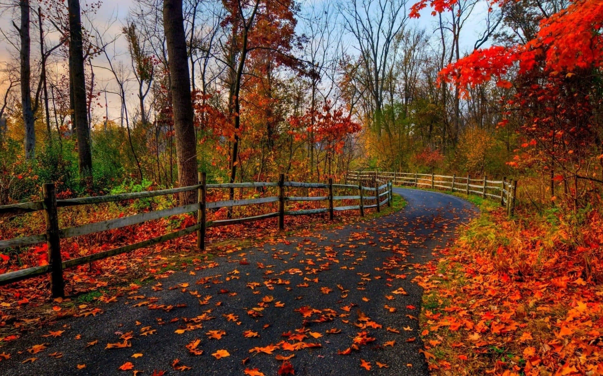 Fall Town, asphalt path, vibrant red and orange autumn leaves, Full HD Desktop Wallpaper