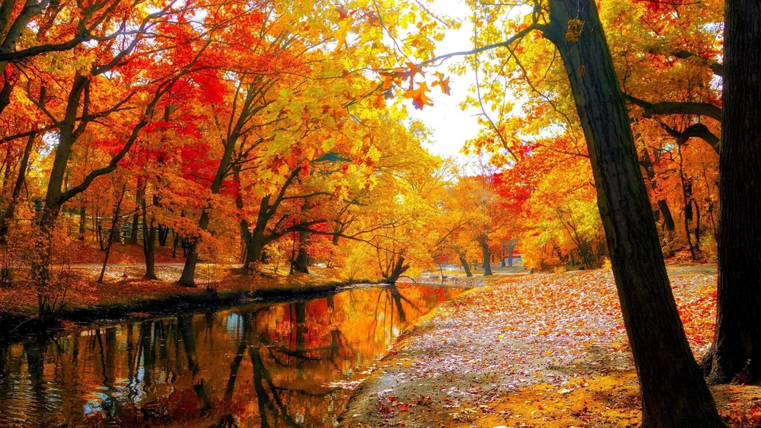 Fall Trees