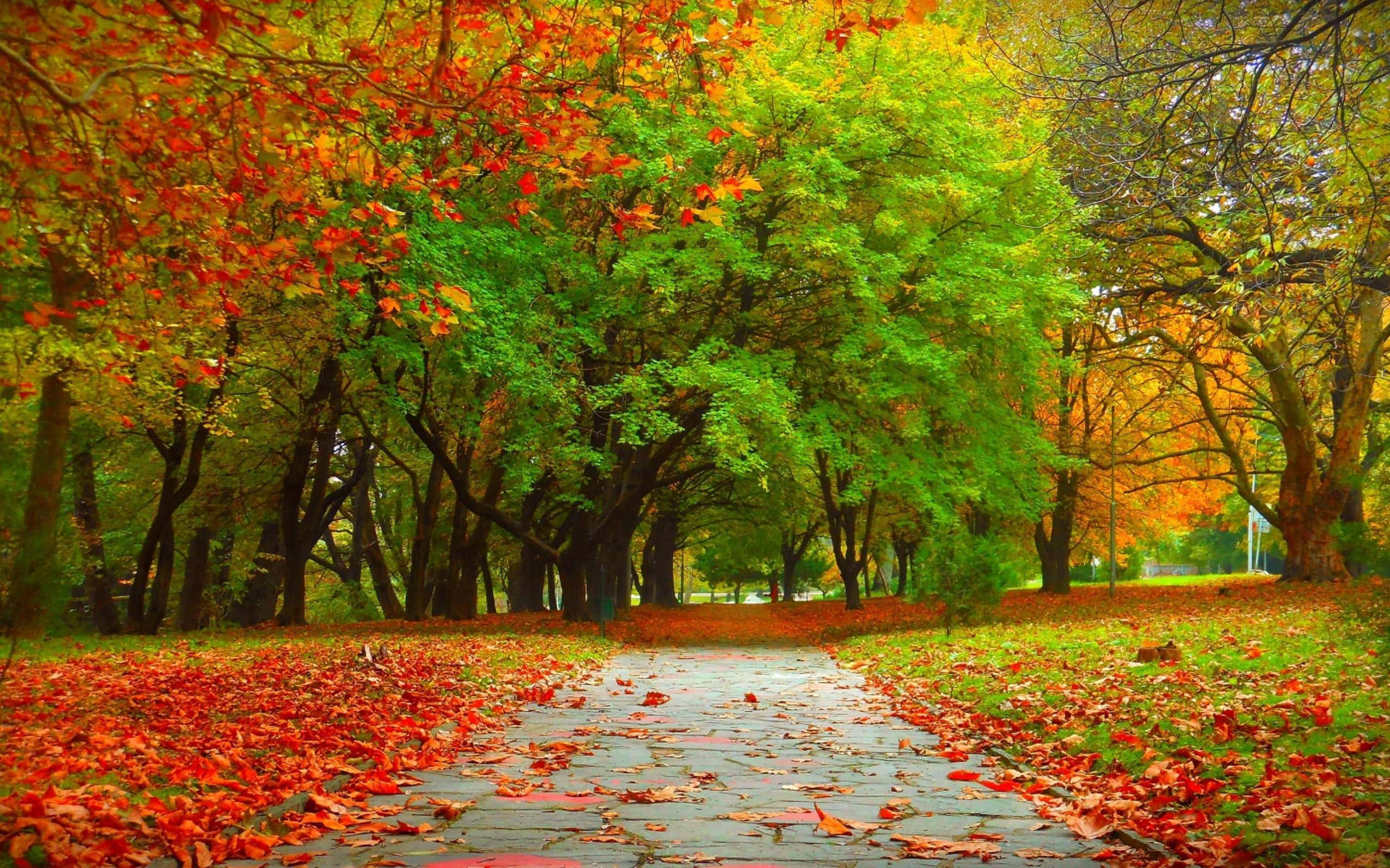 fall trees, winding stone path, vibrant autumn forest, 2K Desktop Wallpaper