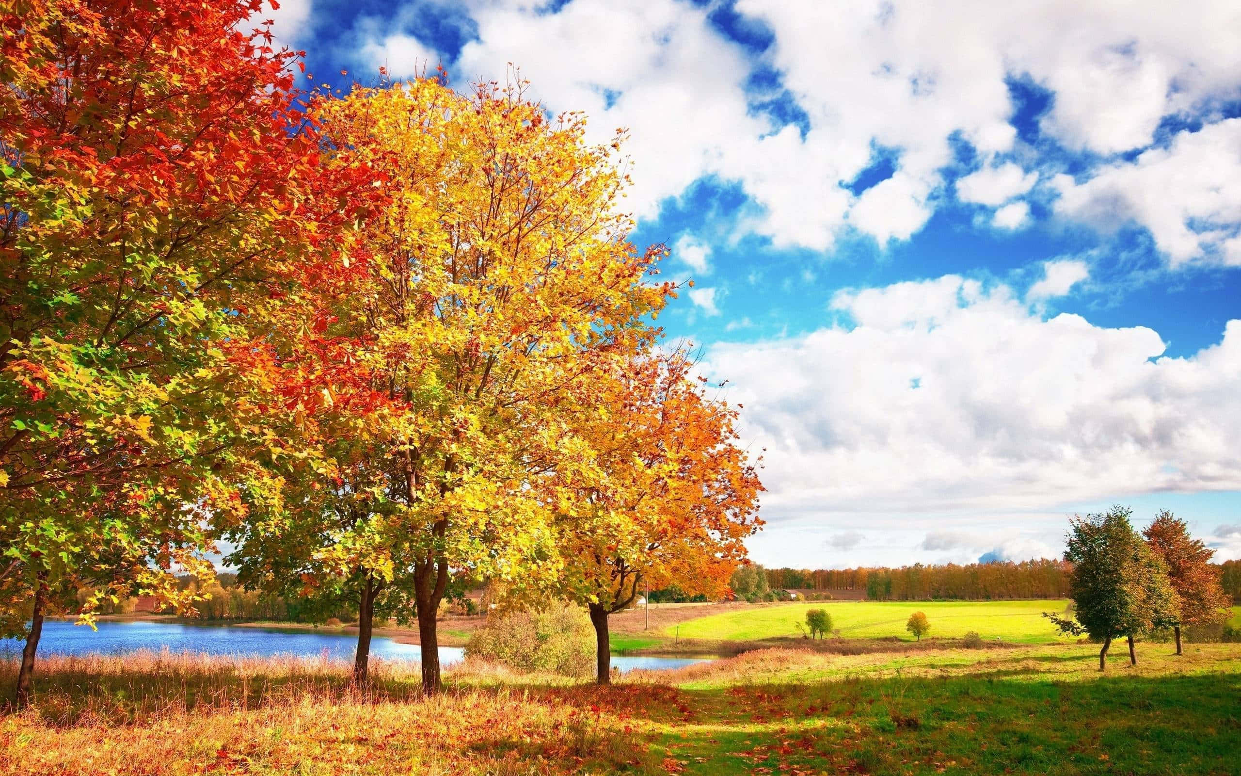 Fall Trees, sunset, calm lake, 2K Desktop Wallpaper