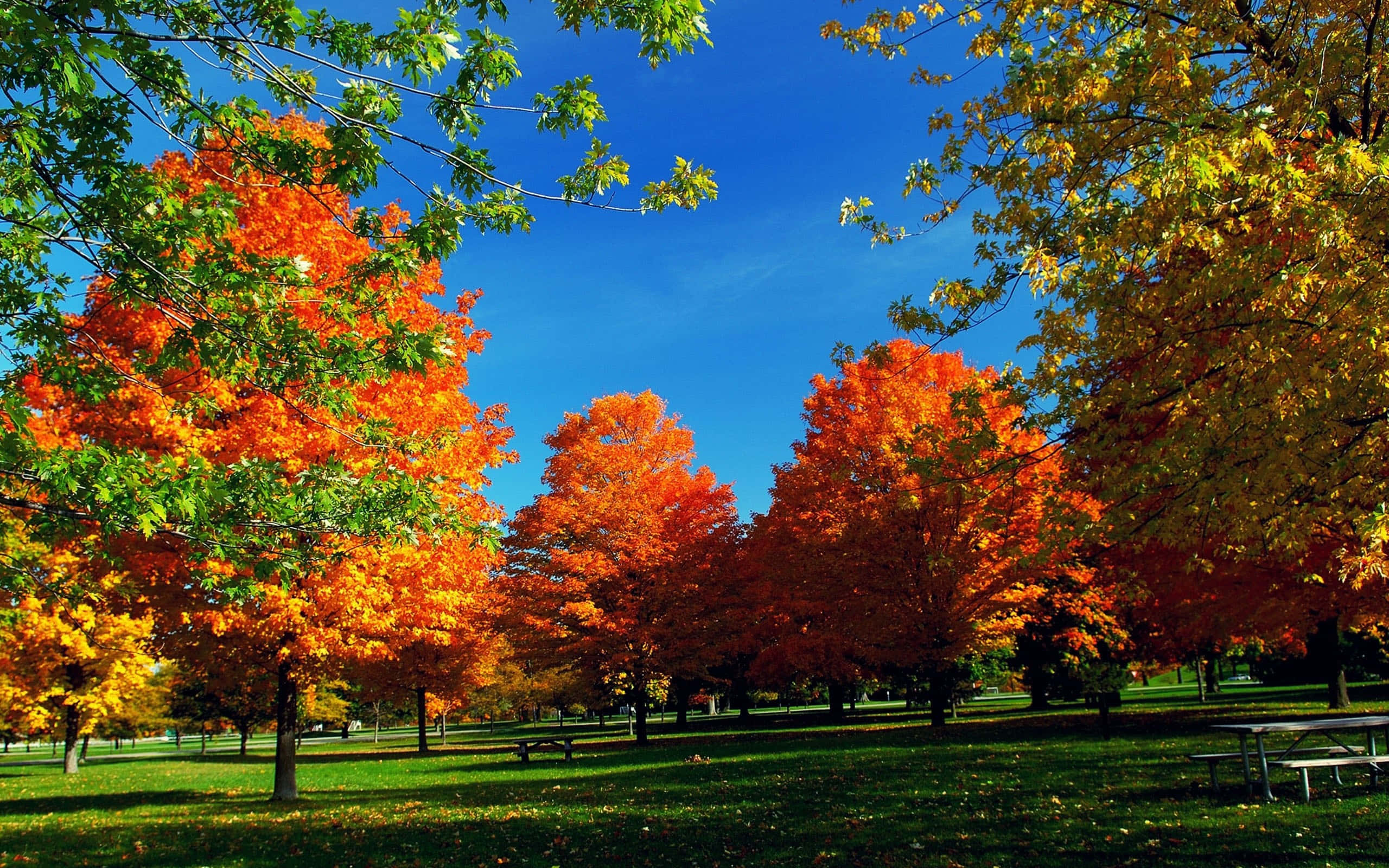 Fall Trees, fiery orange, golden, 2K Desktop Wallpaper