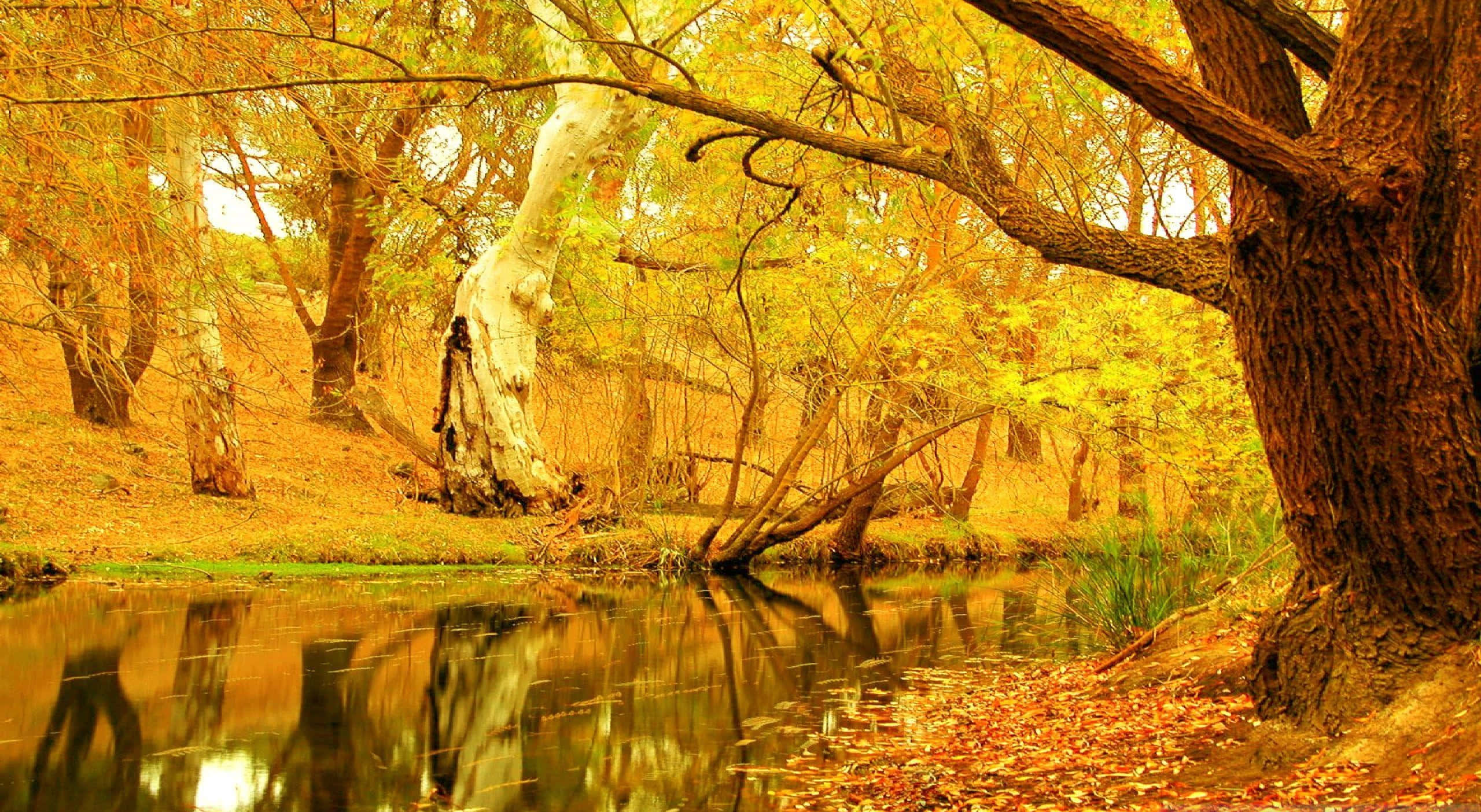 Fall Trees, autumn colors, textured bark, 2K Desktop Wallpaper