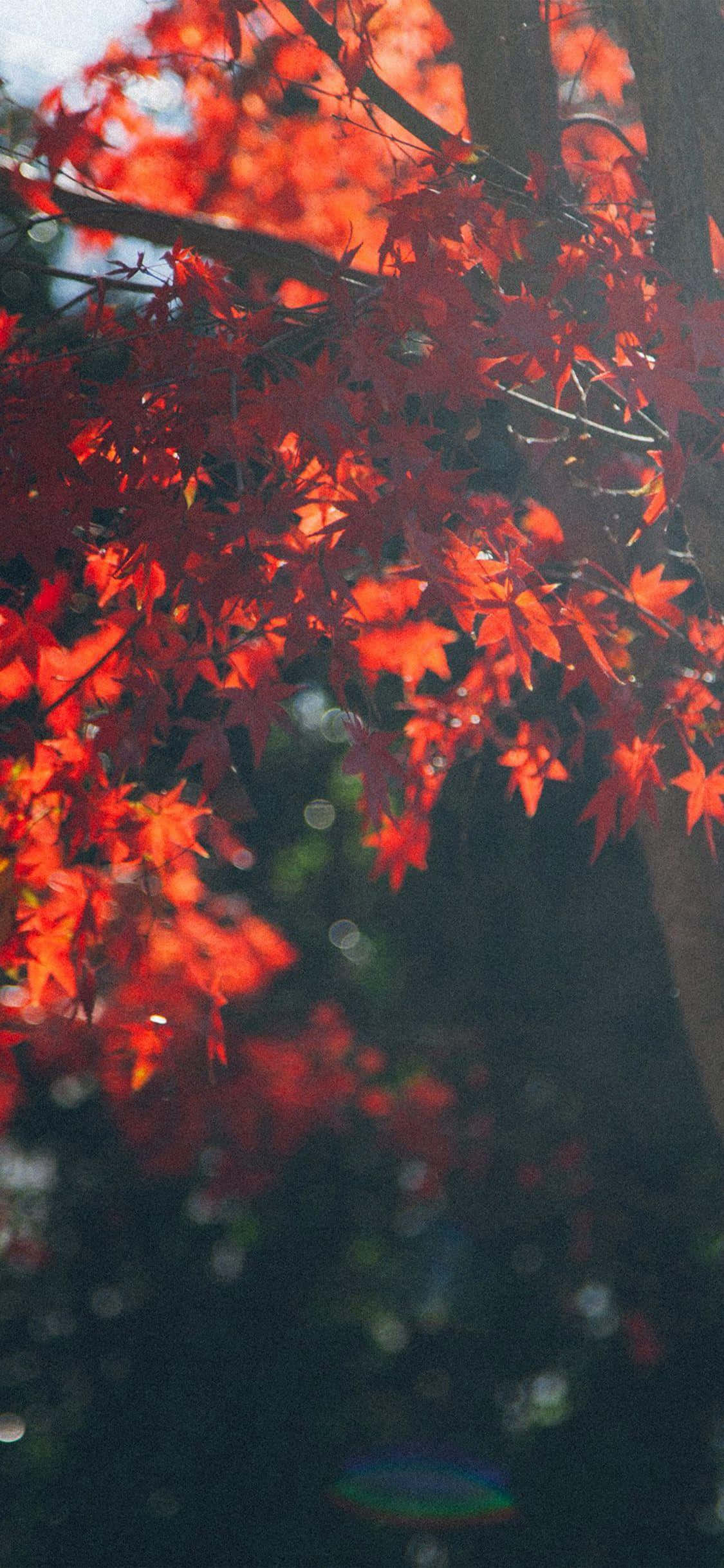 Fall Trees, red maple leaves, dark branches, Full HD Phone Wallpaper