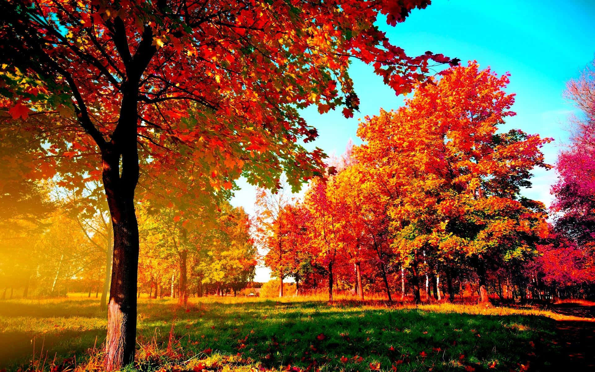 Fall Trees, 1920 x 1200, fiery red orange leaves, Full HD Desktop Wallpaper