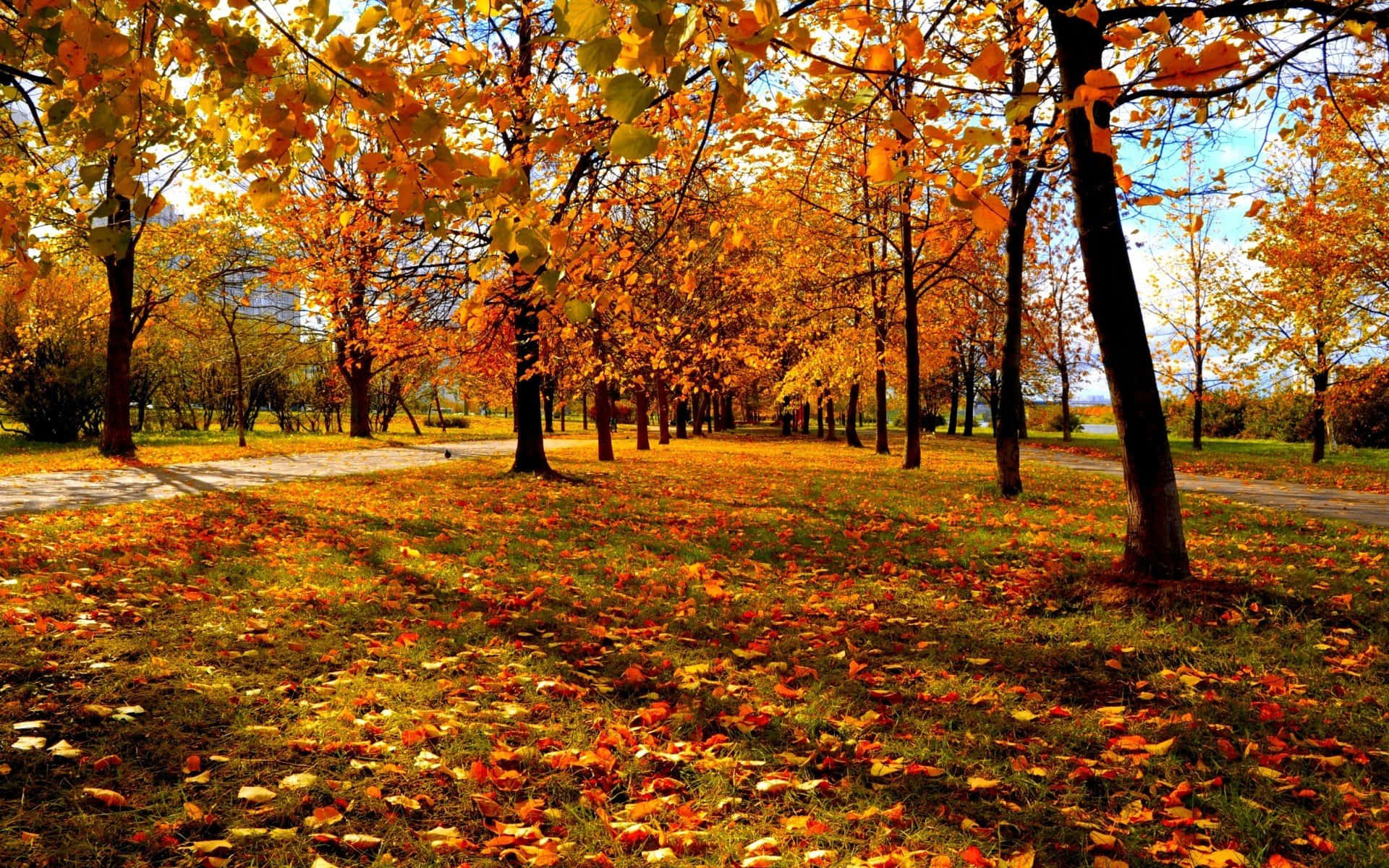 Fall Trees, autumn park, golden trees, Full HD Desktop Wallpaper