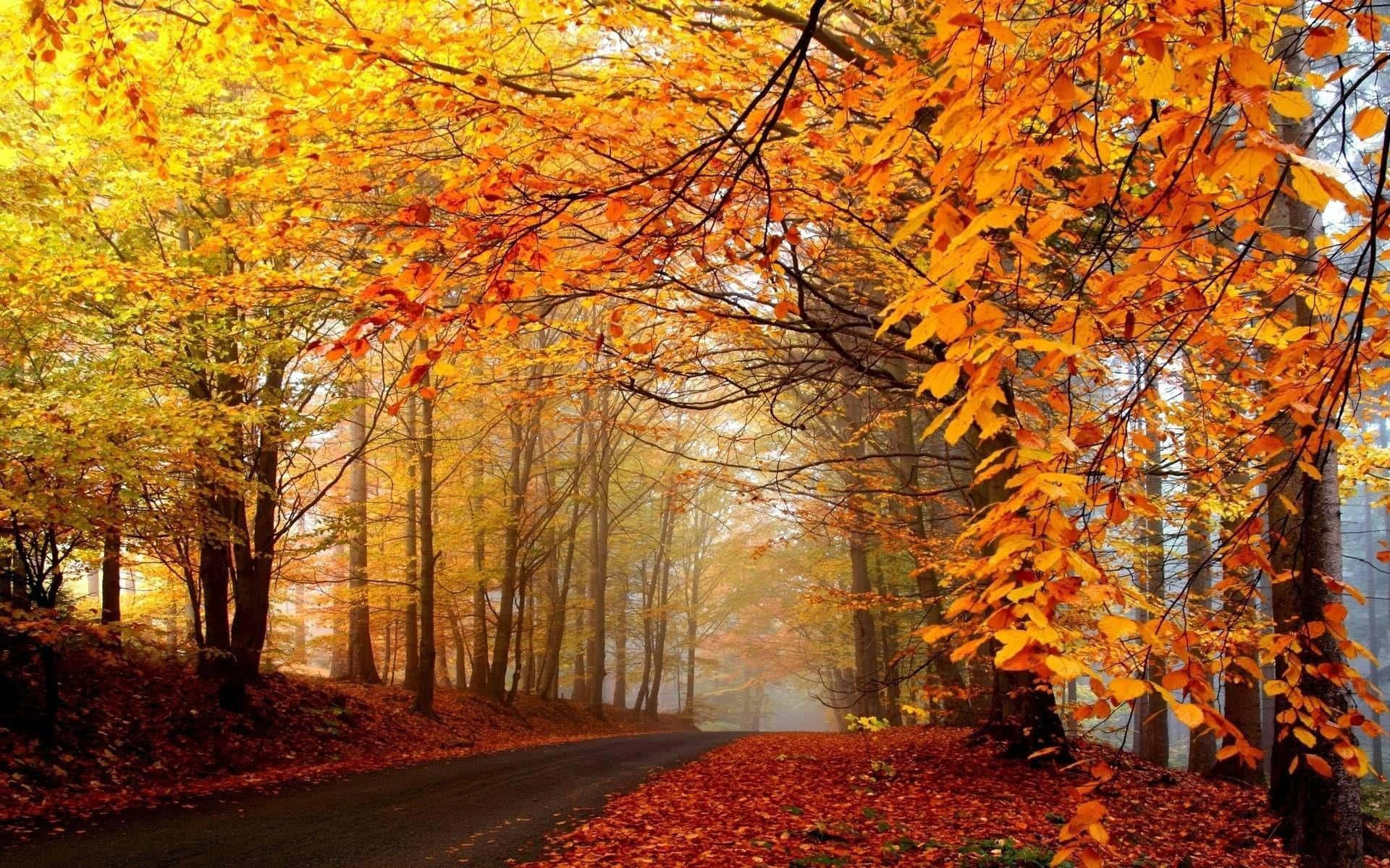 Fall Trees, winding road, misty forest canopy, Full HD Desktop Wallpaper