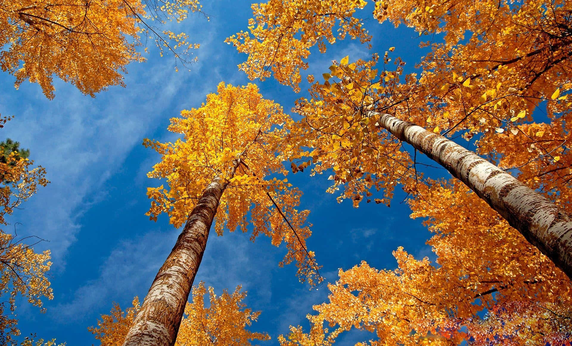 Fall Trees, golden autumn leaves, vivid blue sky, Full HD Desktop Wallpaper