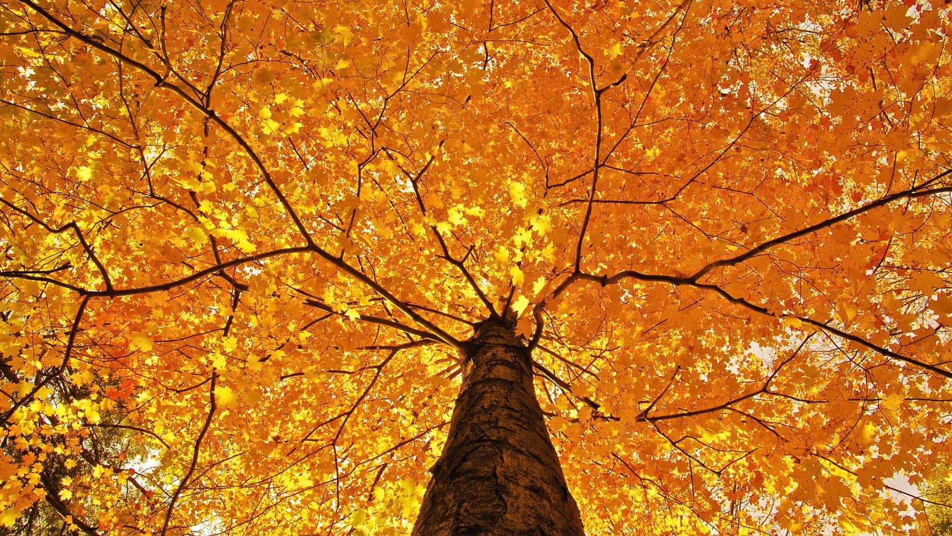 fall trees, golden leaves, sunlight, Full HD Desktop Wallpaper